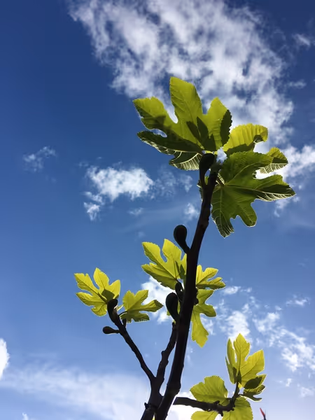 Juste en dessous du ciel