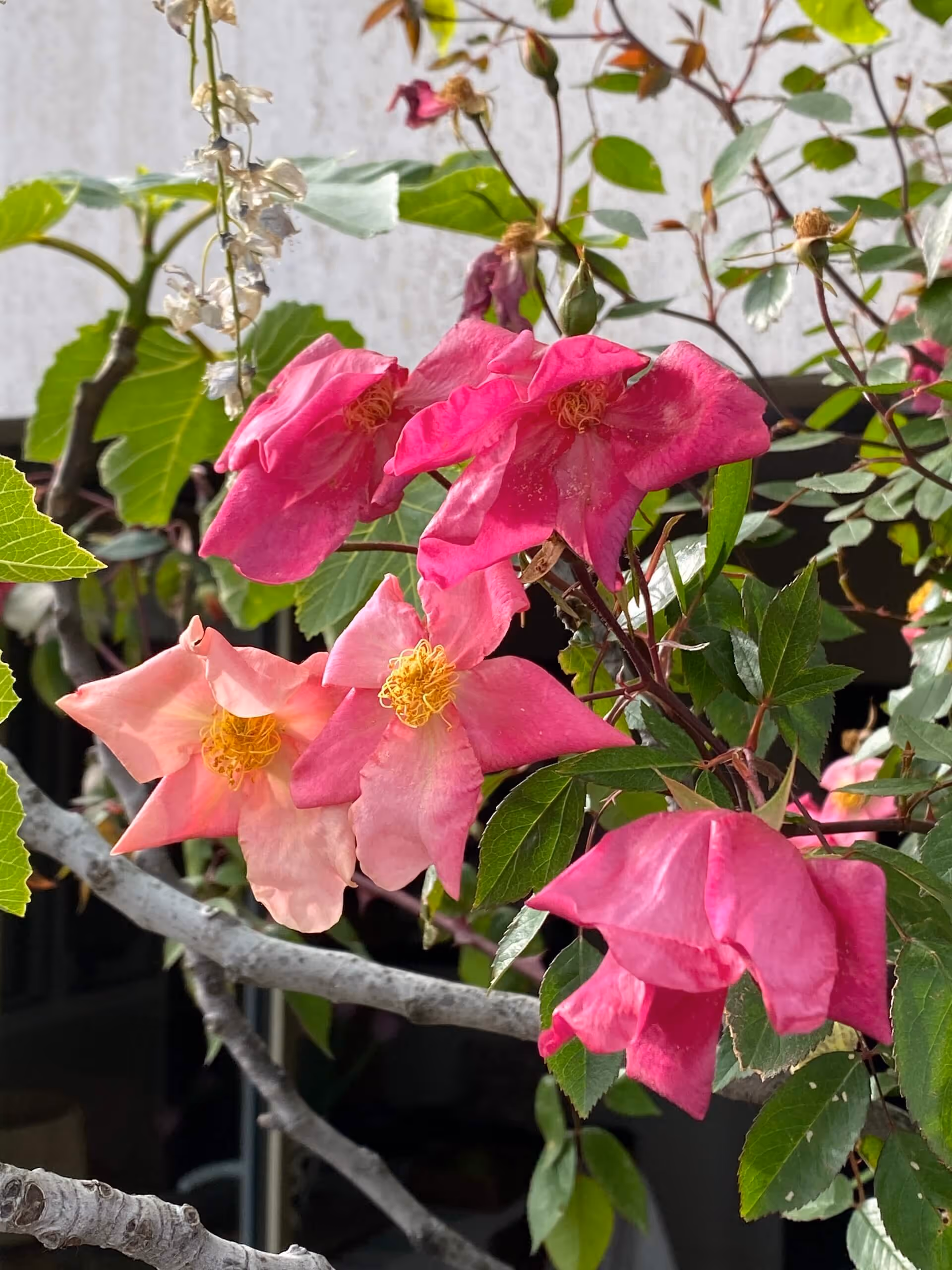 Juste en dessous du ciel