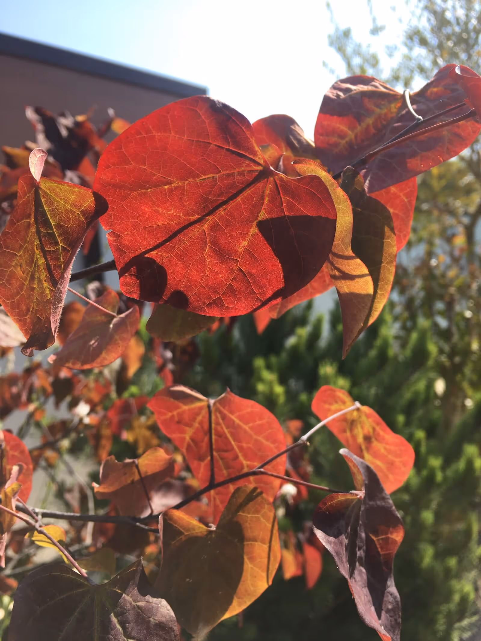 Un air de méditerranée