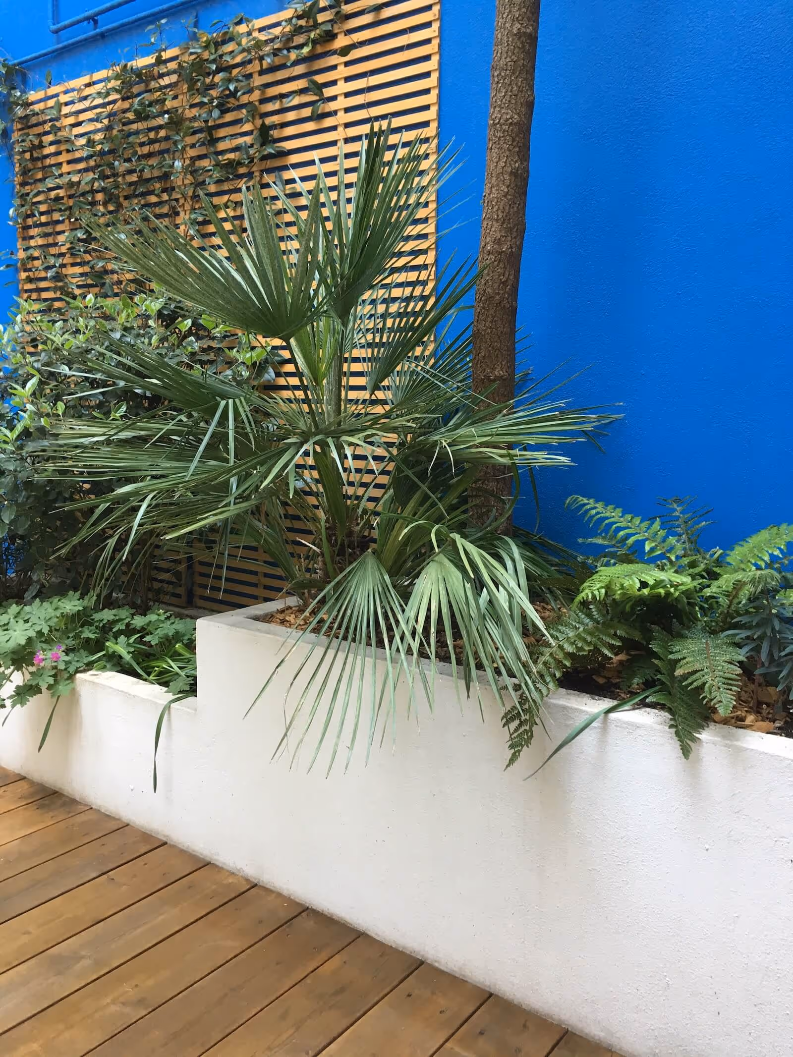 Patio Majorelle
