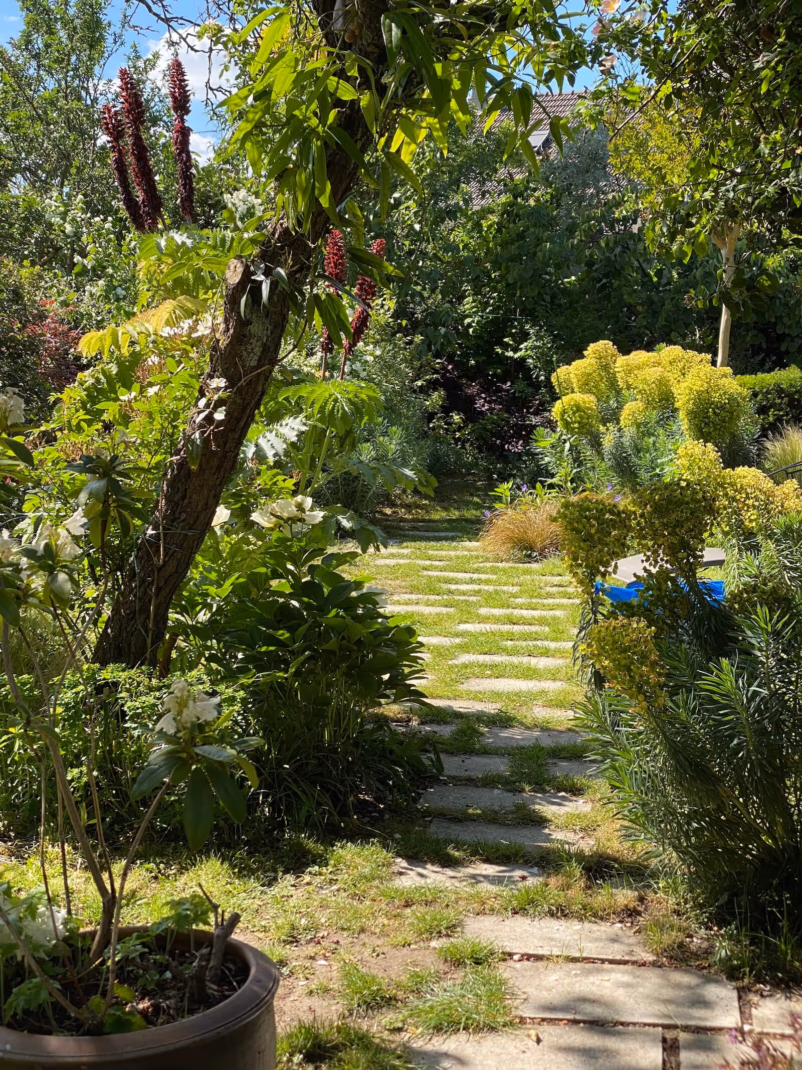 La danse des Euphorbes