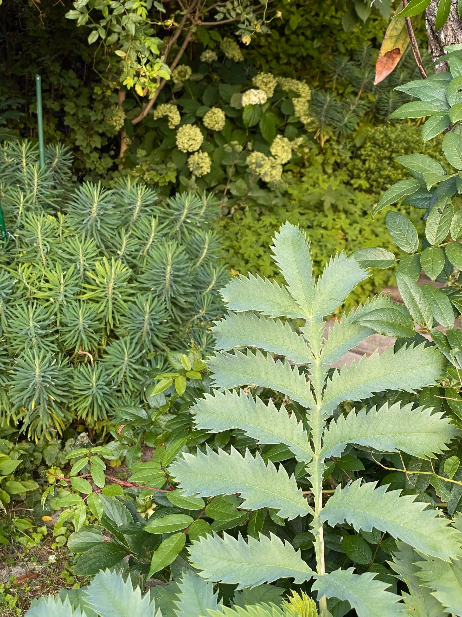 La danse des Euphorbes