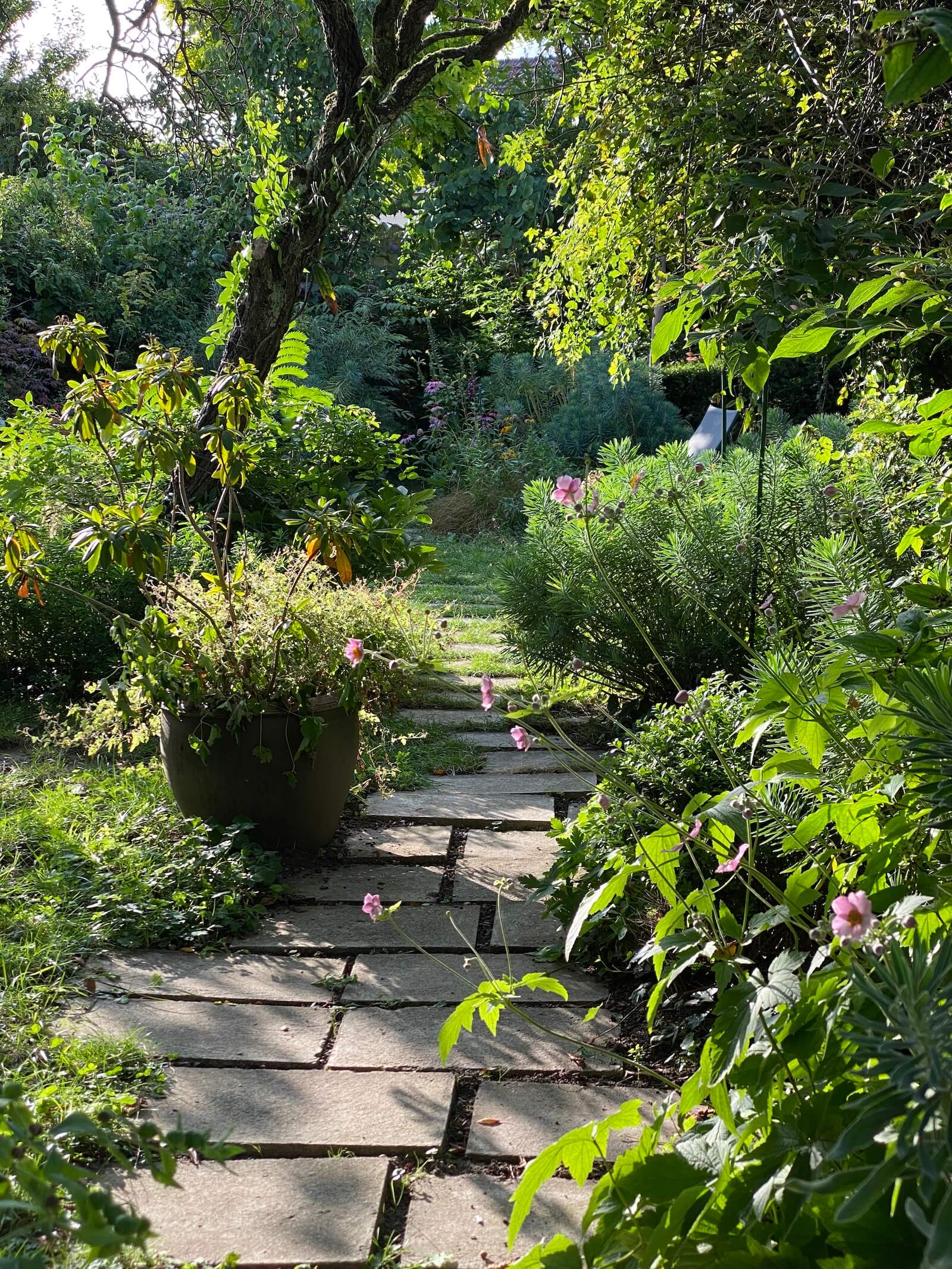 La danse des Euphorbes