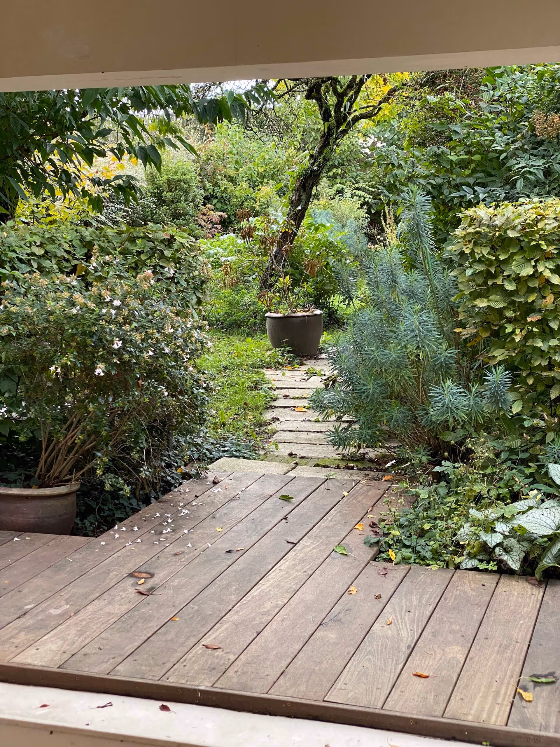 La danse des Euphorbes