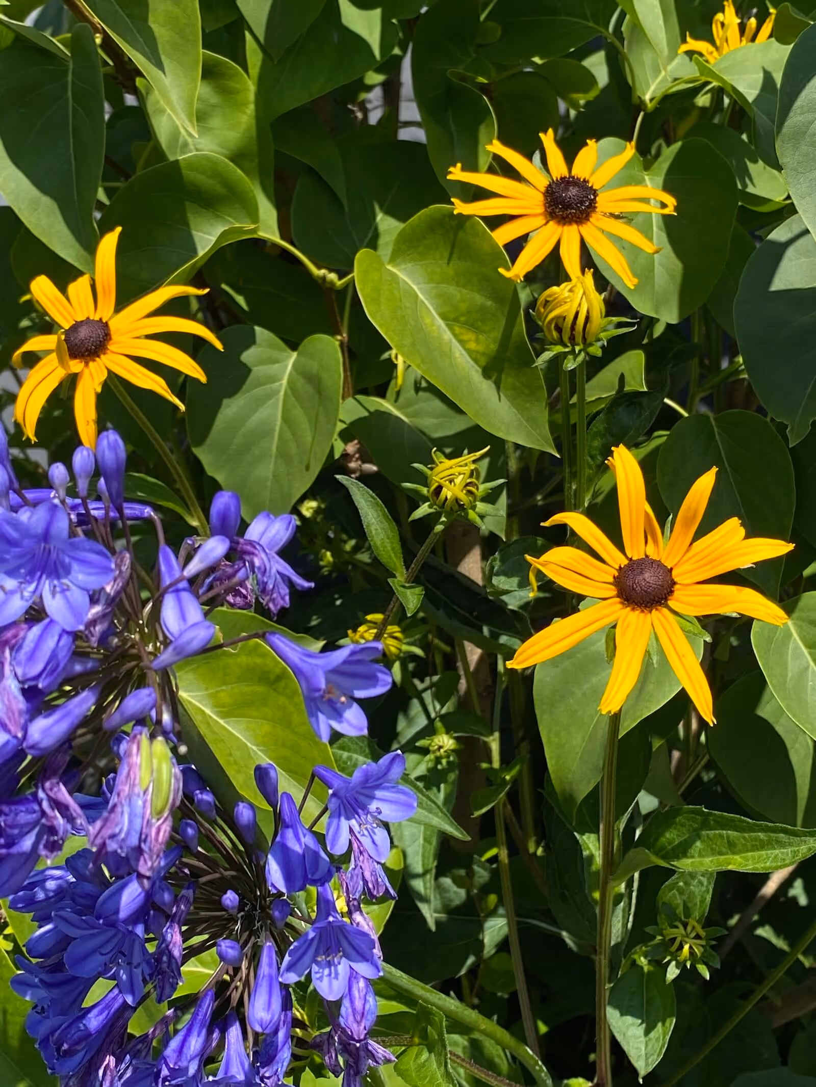 Lumières du couchant