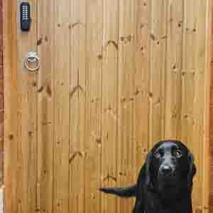 Plain T&G pedestrian gate with ring latch and galvanised fittings.