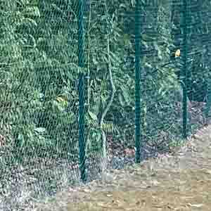 Galvanised mesh fencing system installed on a rural path beside tall trees.