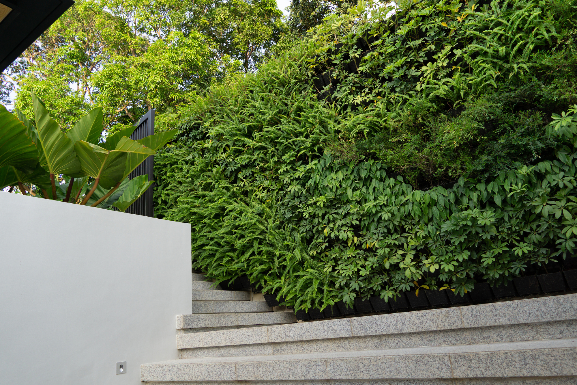 The Perch — A grand staircase ascends beside a lush, vibrant green wall, blending with ease with the tree canopies that peak over the property walls.