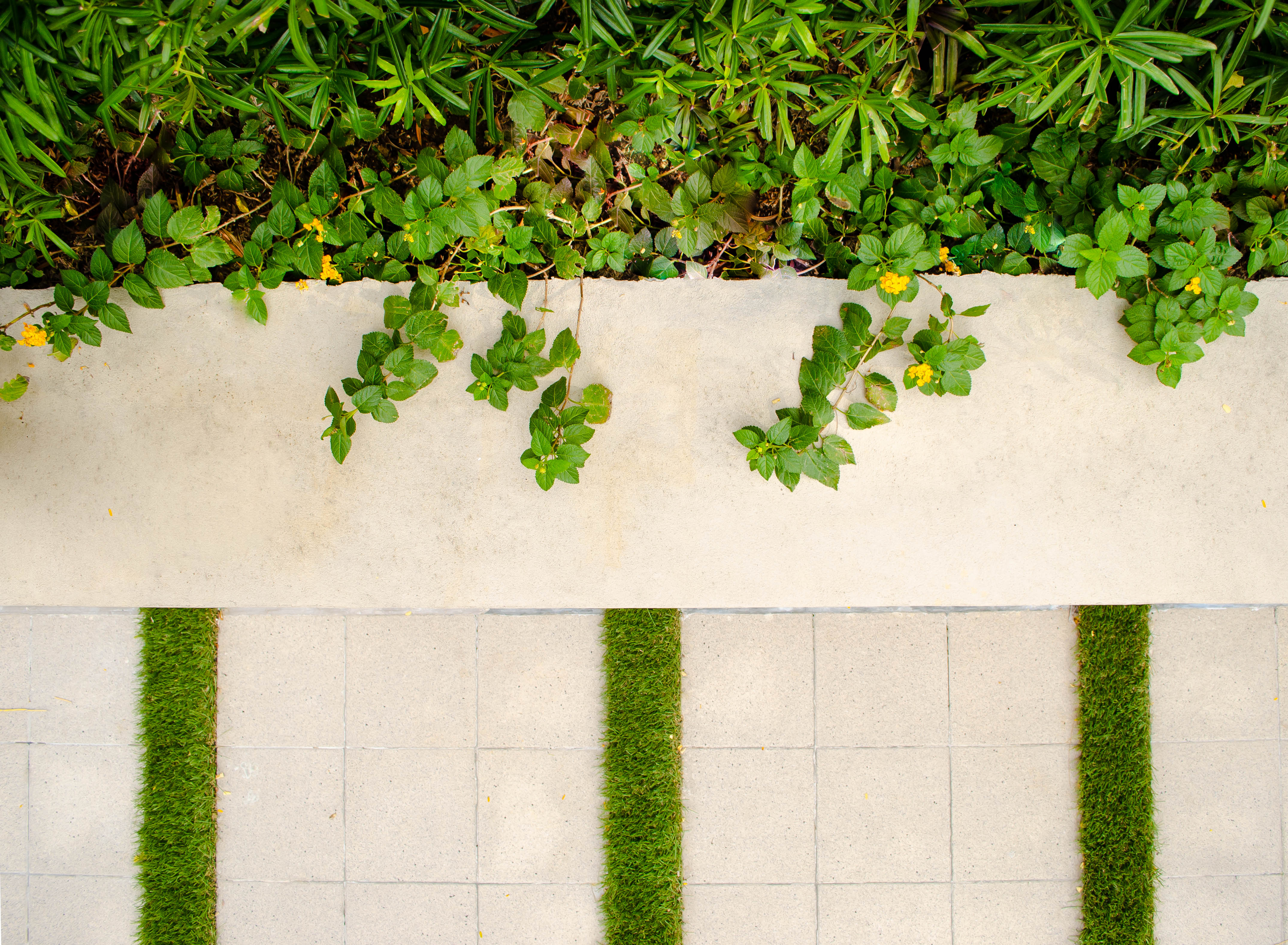 Formal French — A top-down view of the garden featuring a raised flower bed with yellow Lantanas and Rhapis palms, alongside alternating concrete tiles and strips of grass.