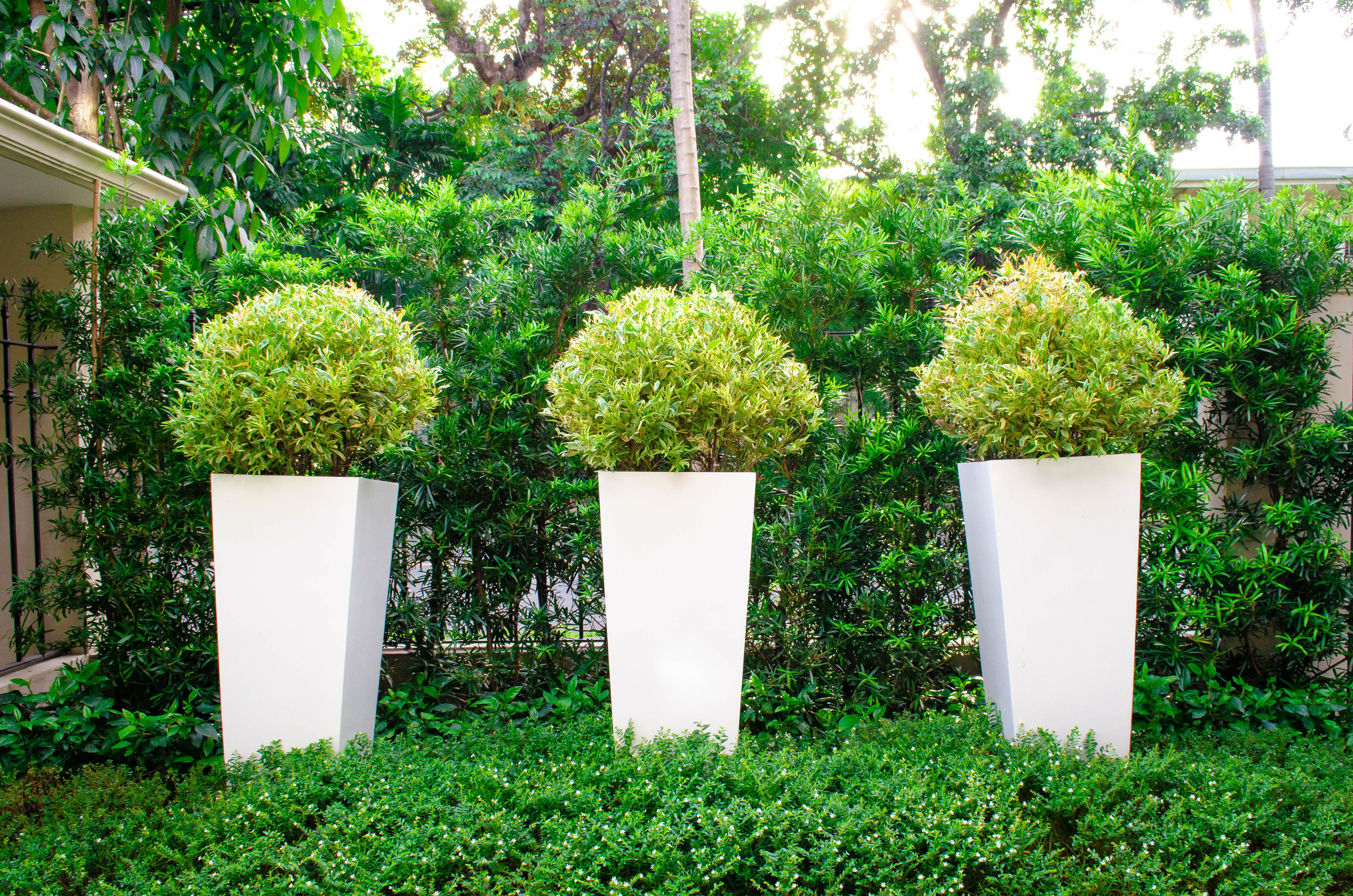 Formal French — 3 golden duranta plants arranged in a row in tall, white planters add height and dimension to trimmed hedges against a backdrop of greenery.