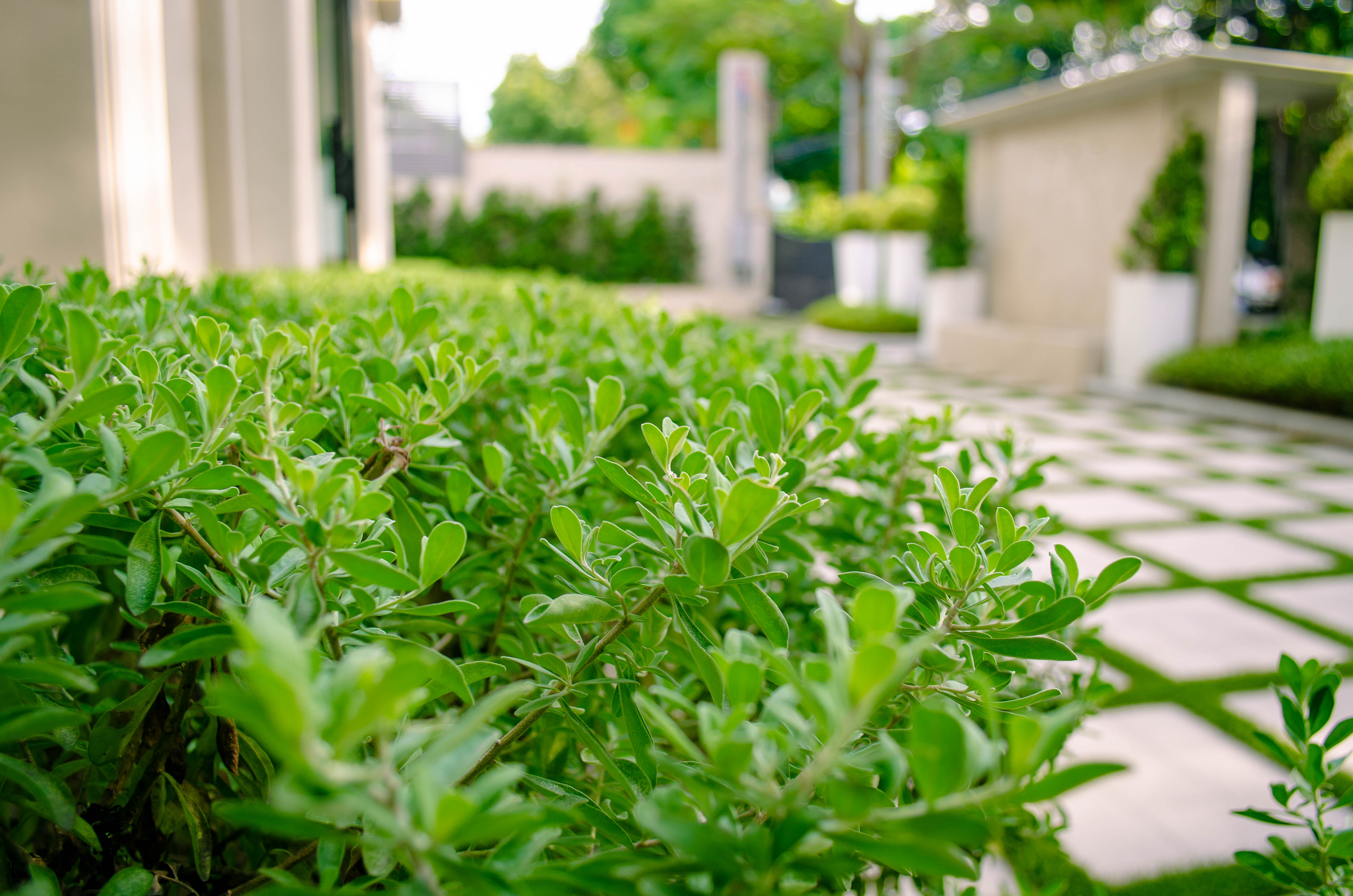 Formal French — render image