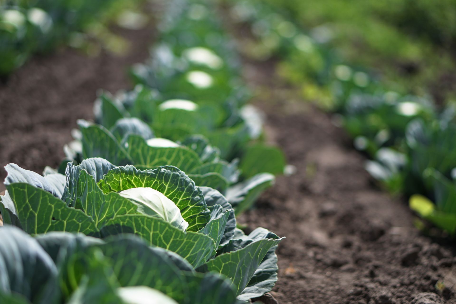Grote kas met rijen groene planten onder een transparant dak en metalen ondersteunende palen.
