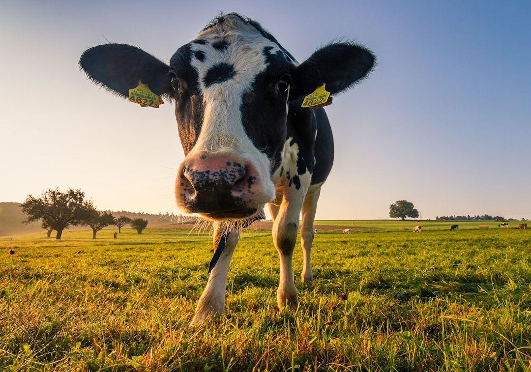 Grote kas met rijen groene planten onder een transparant dak en metalen ondersteunende palen.