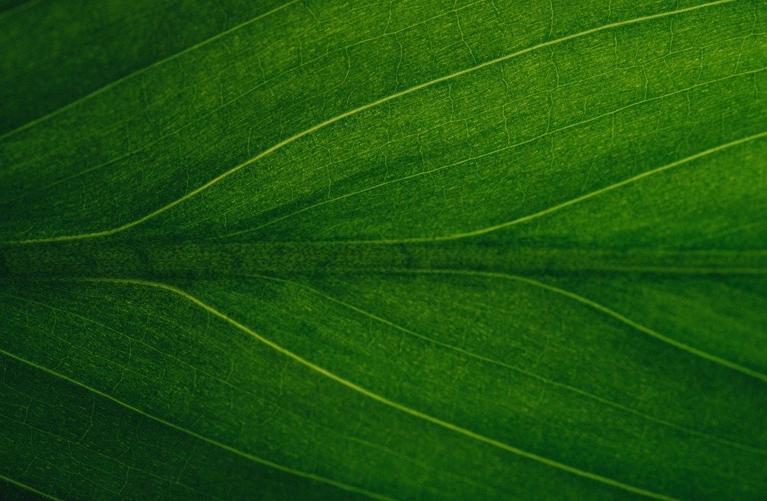 Grote kas met rijen groene planten onder een transparant dak en metalen ondersteunende palen.