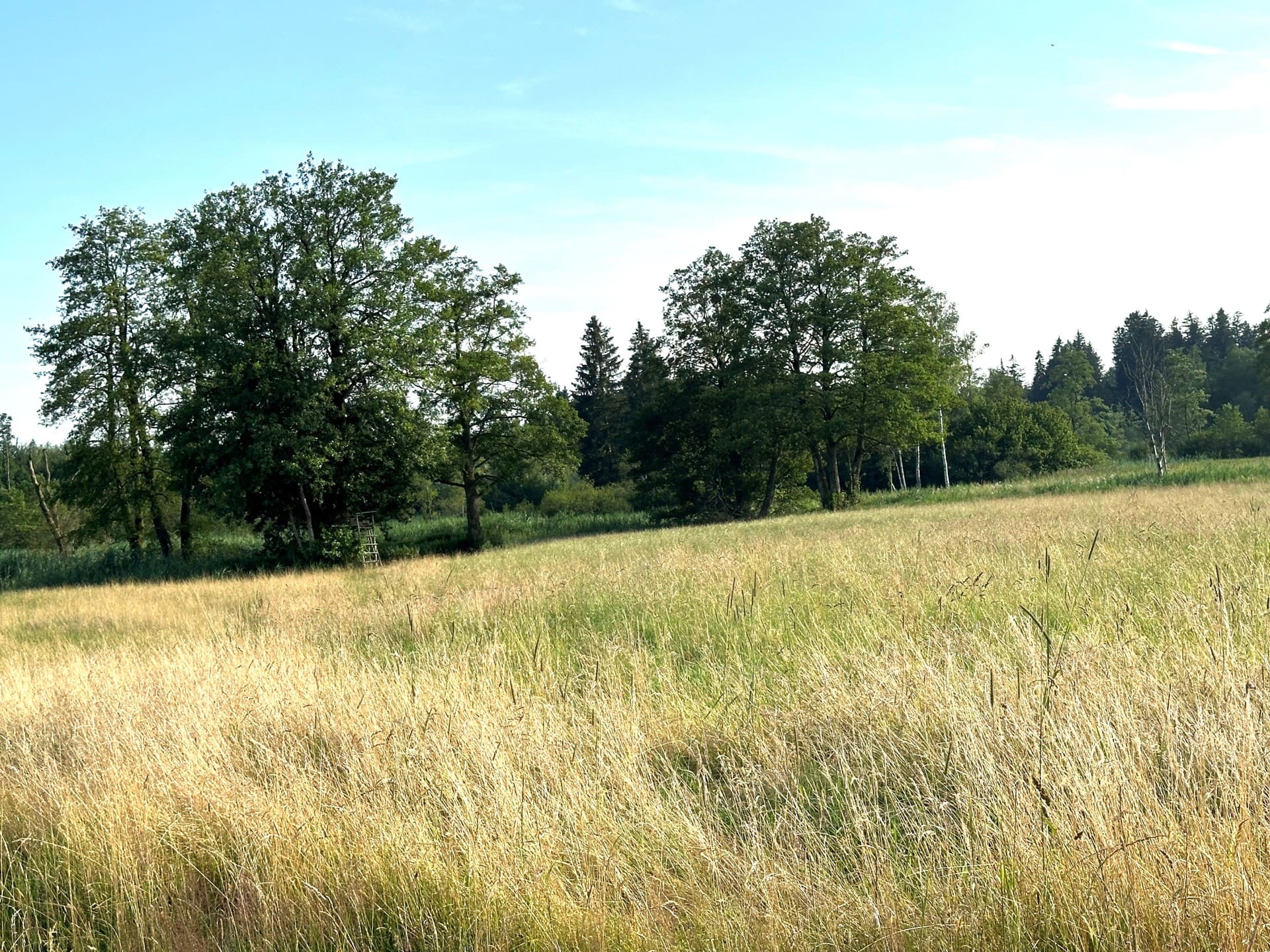 Grünland mit Bäumen am Horizont – gepflegte Wiesenfläche mit guter Zufahrt