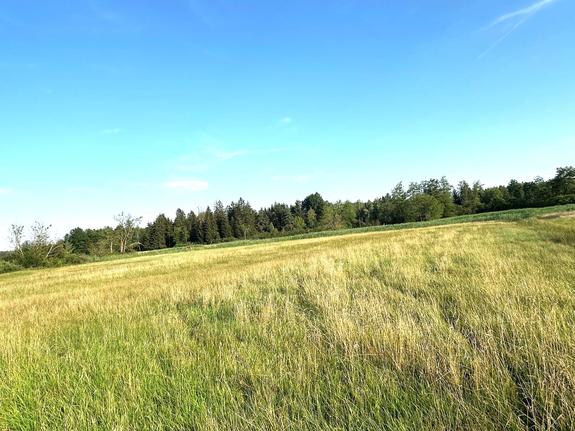 Weitläufige Grünfläche mit Waldrand – 2,84 Hektar Wiesen in Eggstätt nahe Chiemsee