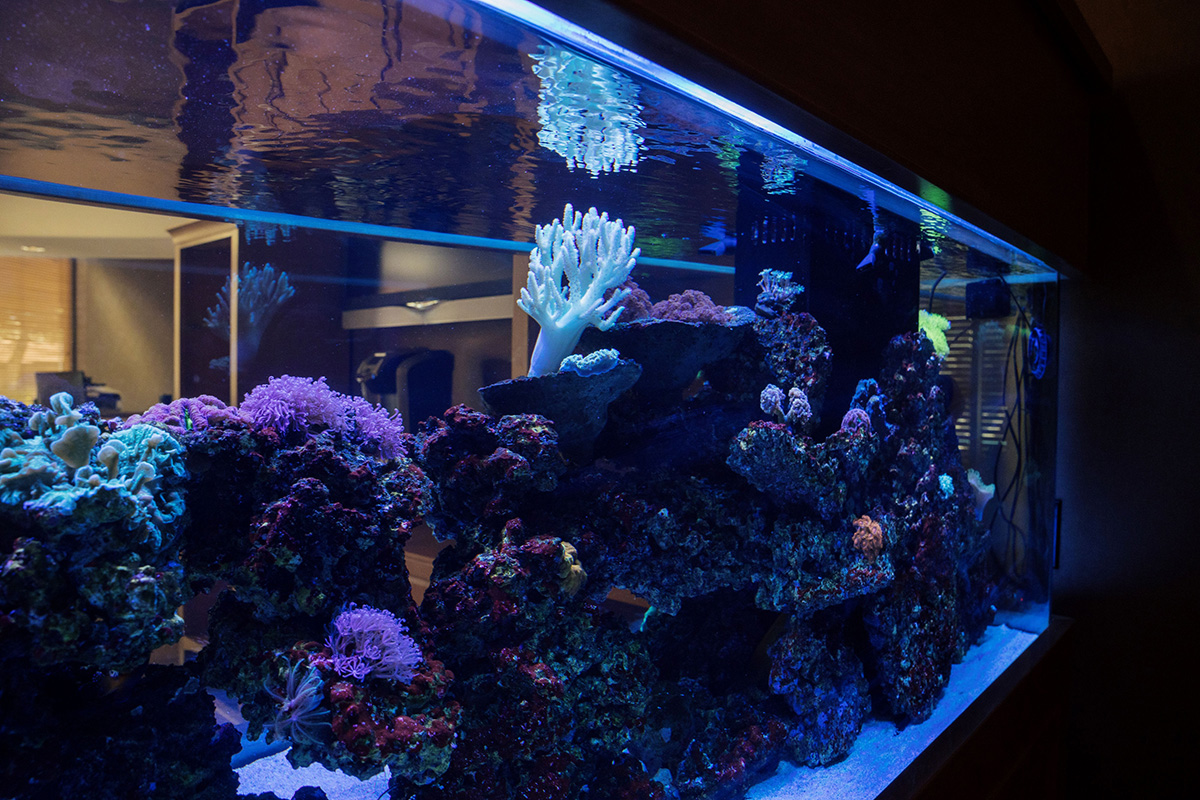 Large illuminated aquarium filled with colorful coral formations and various marine life.