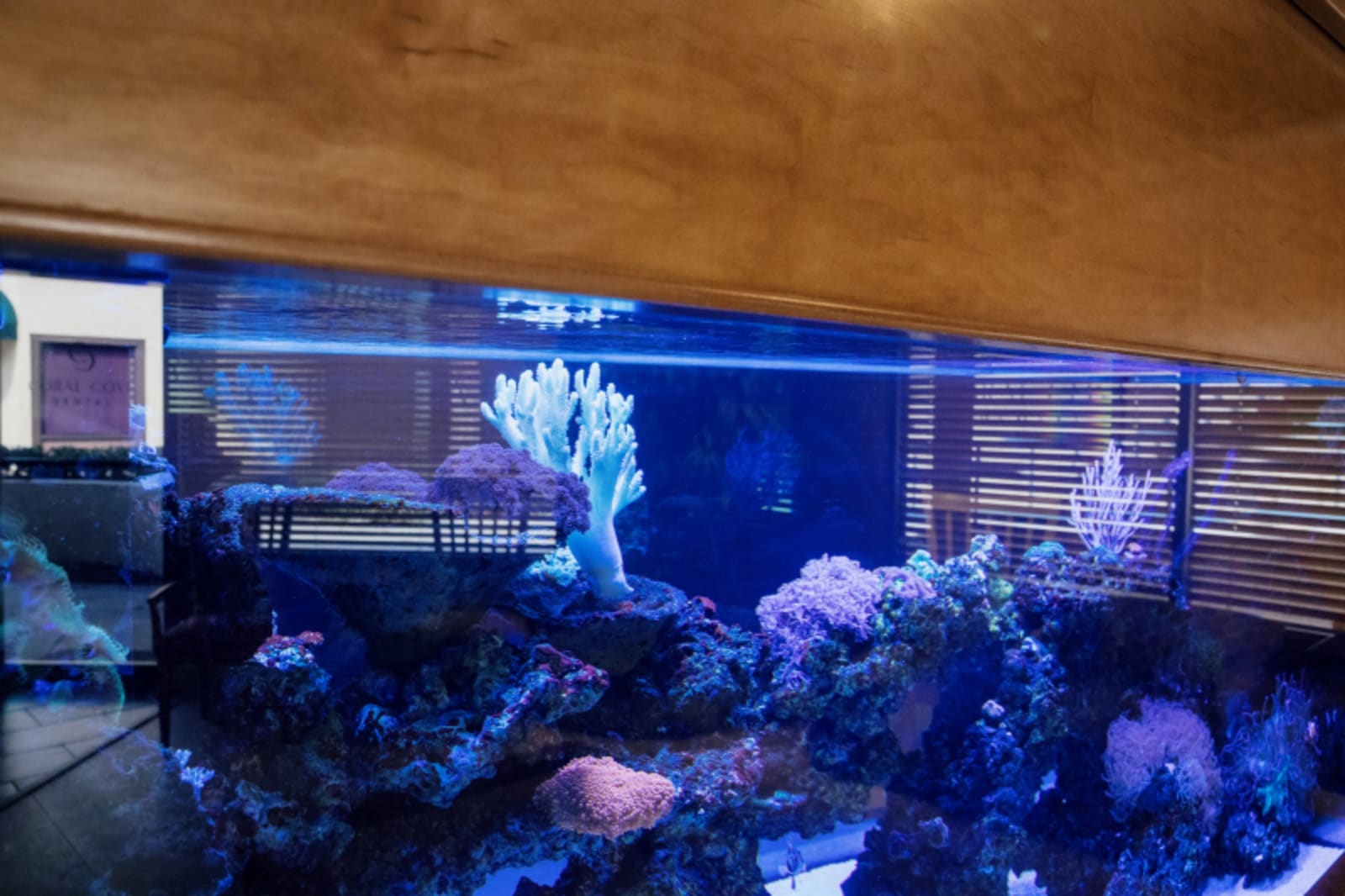 Vibrant coral reef aquarium display showcasing marine life and corals