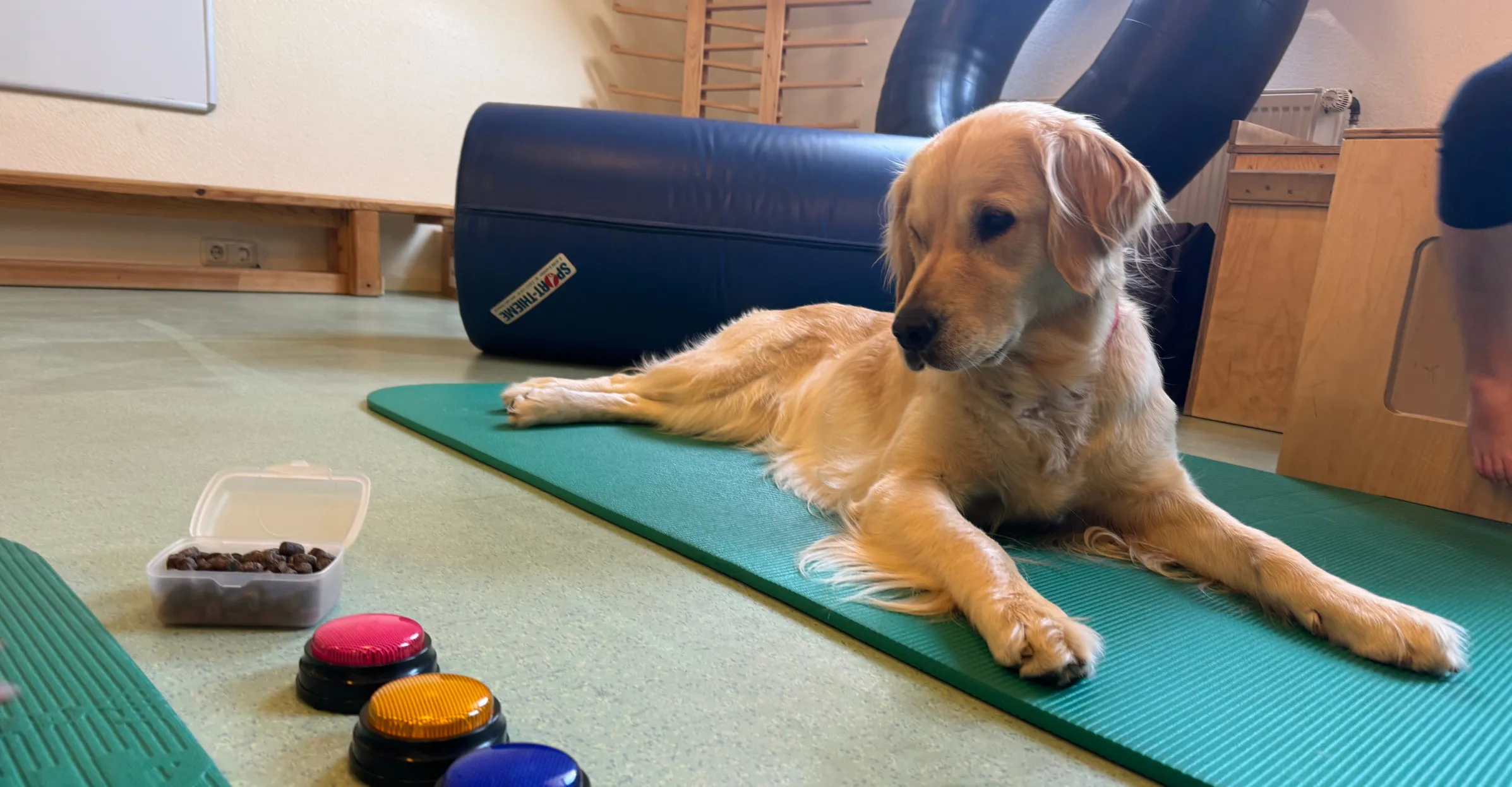 Ein Golden Retriever liegt auf einer grünen Gymnastikmatte in einem Raum mit Therapiegeräten und einem geöffneten Behälter mit Hundekeksen.