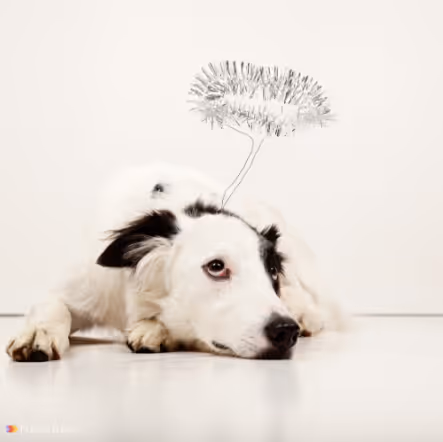 White and black dog lying on the floor wearing a silver tinsel halo on its head.