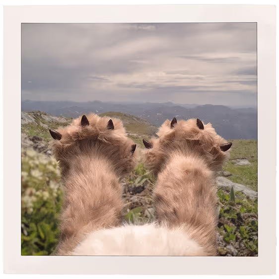 puppet lynx feet against a mountainous backdrop