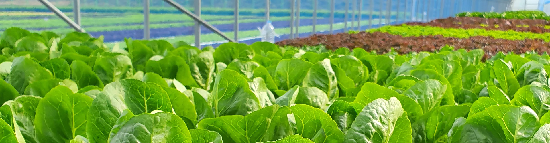 Portfolio Single Image