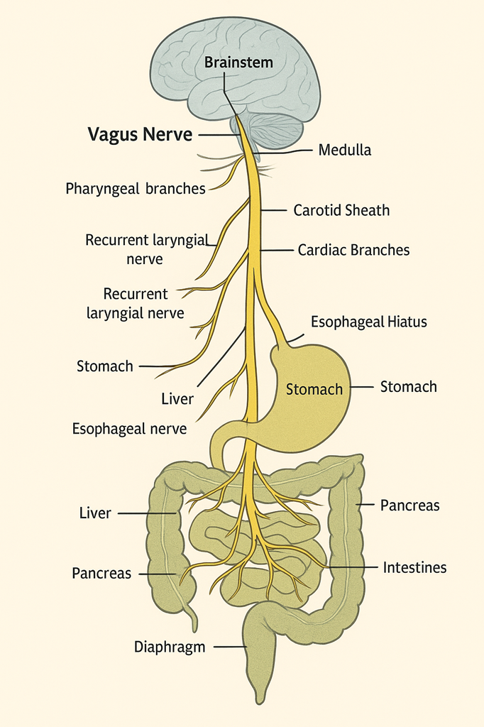 Diagram of the vagus nerve pathway from the brainstem through the neck and abdomen, showing branches to the pharynx, larynx, heart, stomach, liver, pancreas, diaphragm, and intestines.