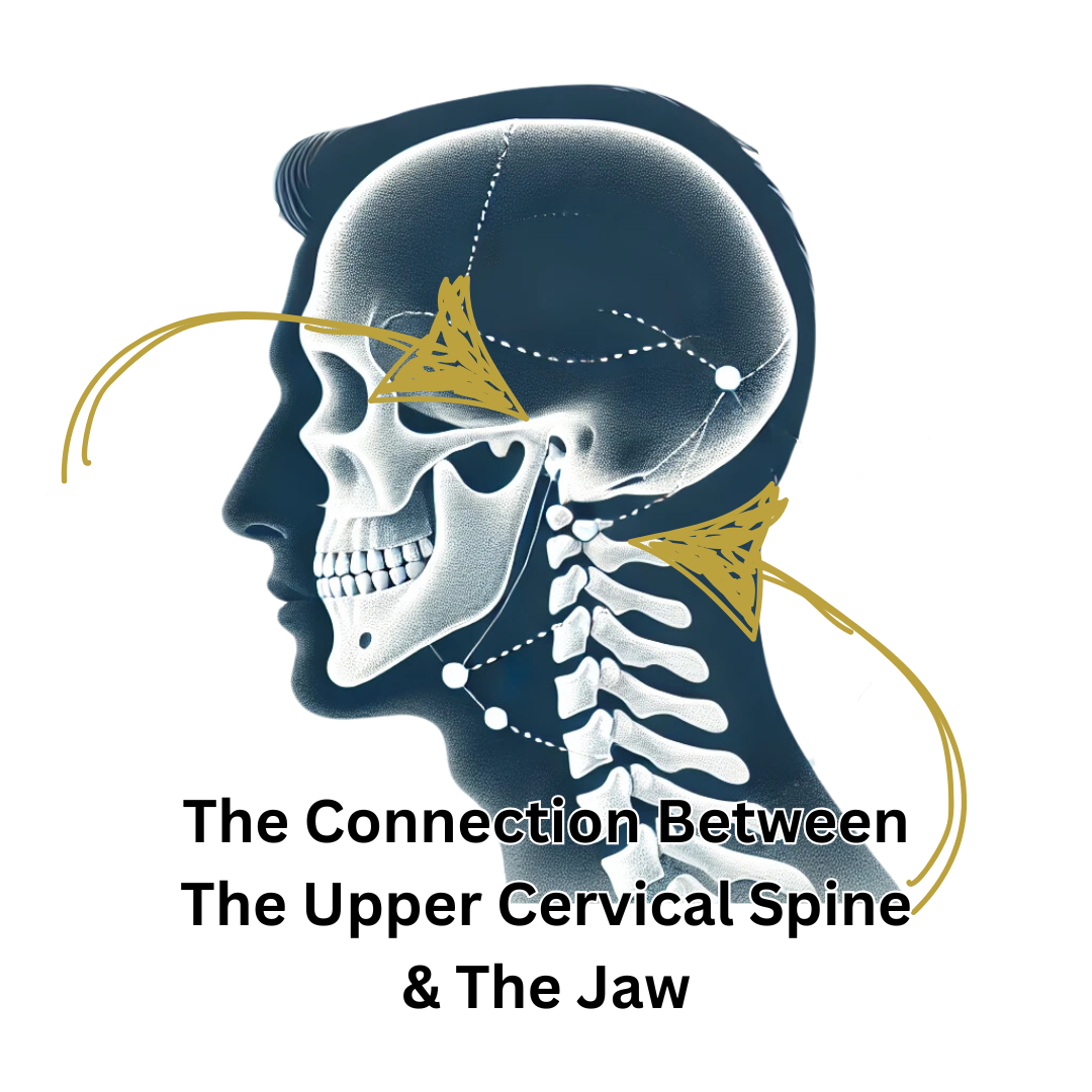 Side view illustration of a human skull and upper cervical spine with arrows highlighting the connection between the upper cervical vertebrae and the jaw, accompanied by text stating the connection between the upper cervical spine and the jaw.