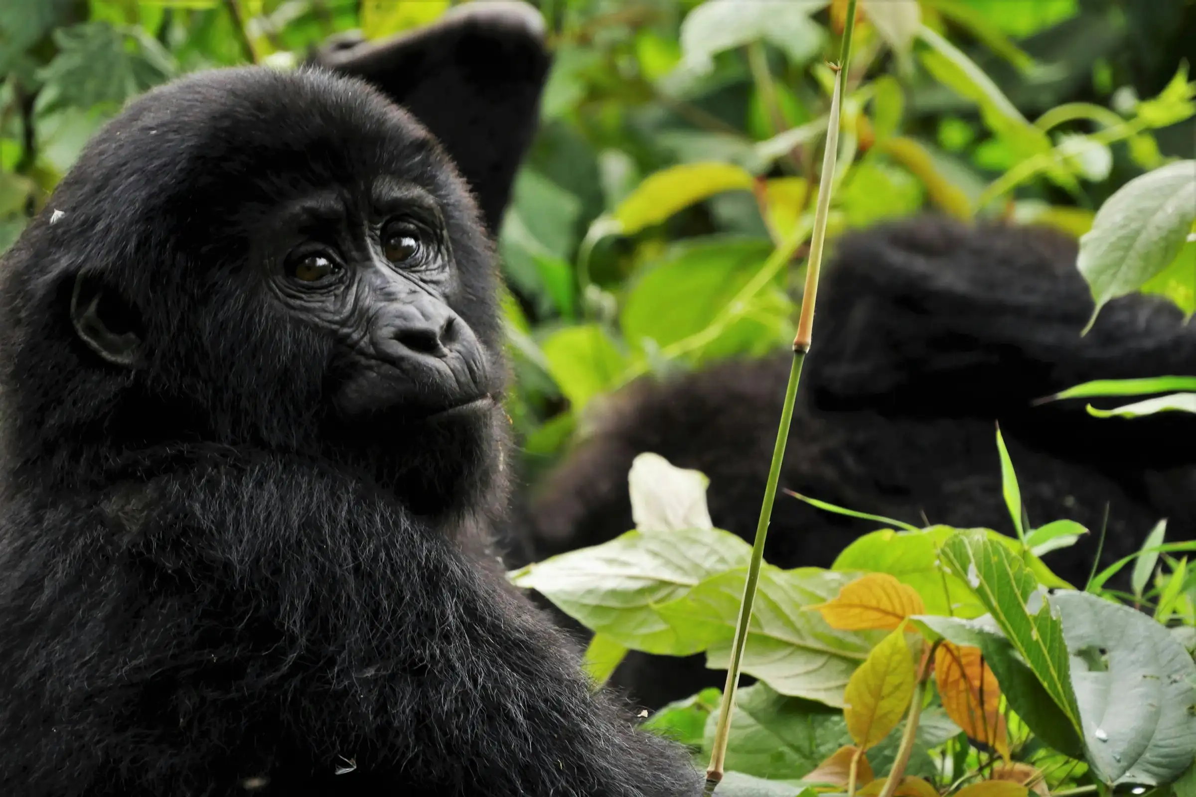 Close-up of a young gorilla with dark fur sitting among green foliage.