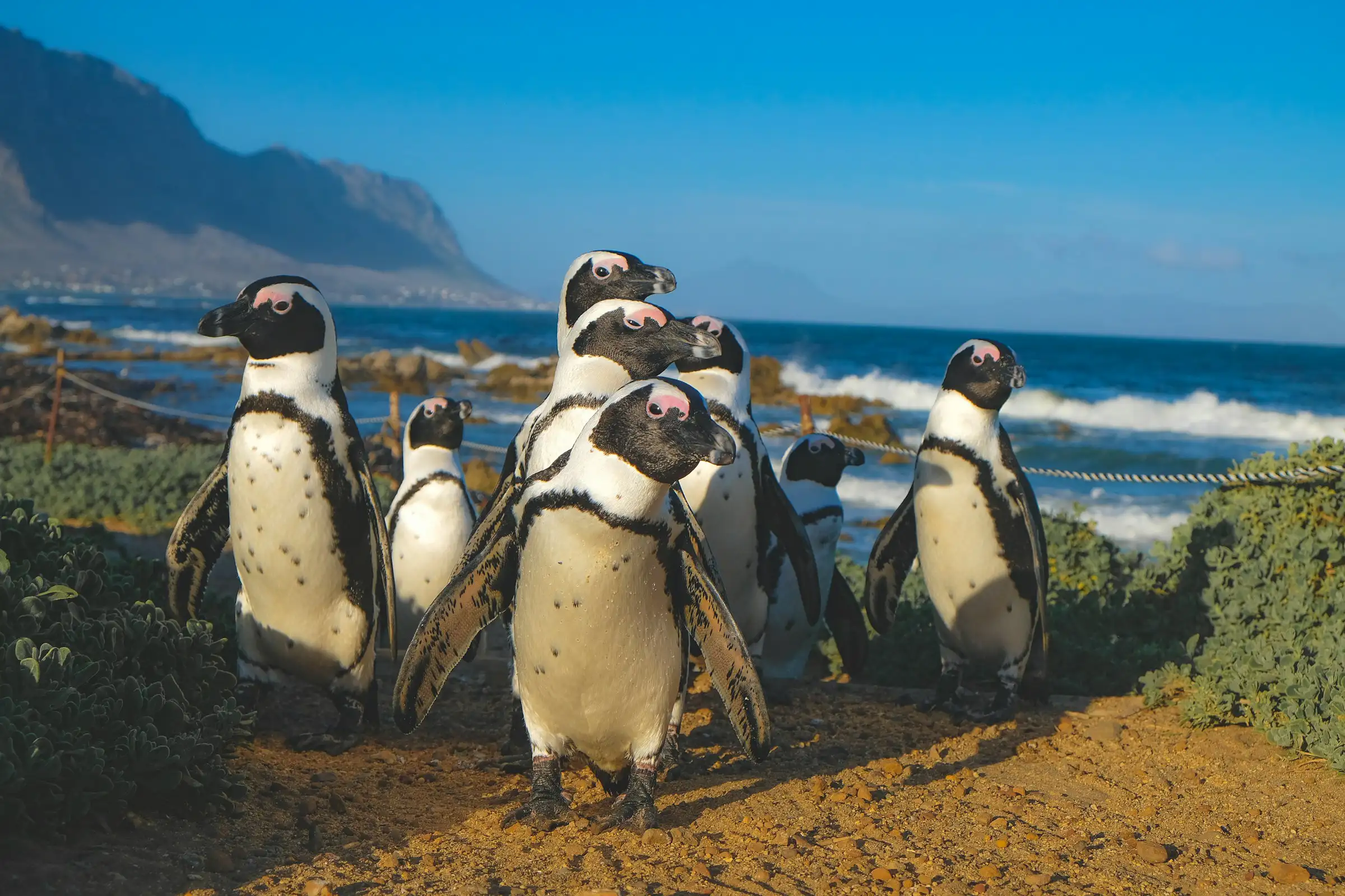 Group of African penguins standing on a sandy path near rocky shoreline with ocean and mountains in the background under a clear blue sky.