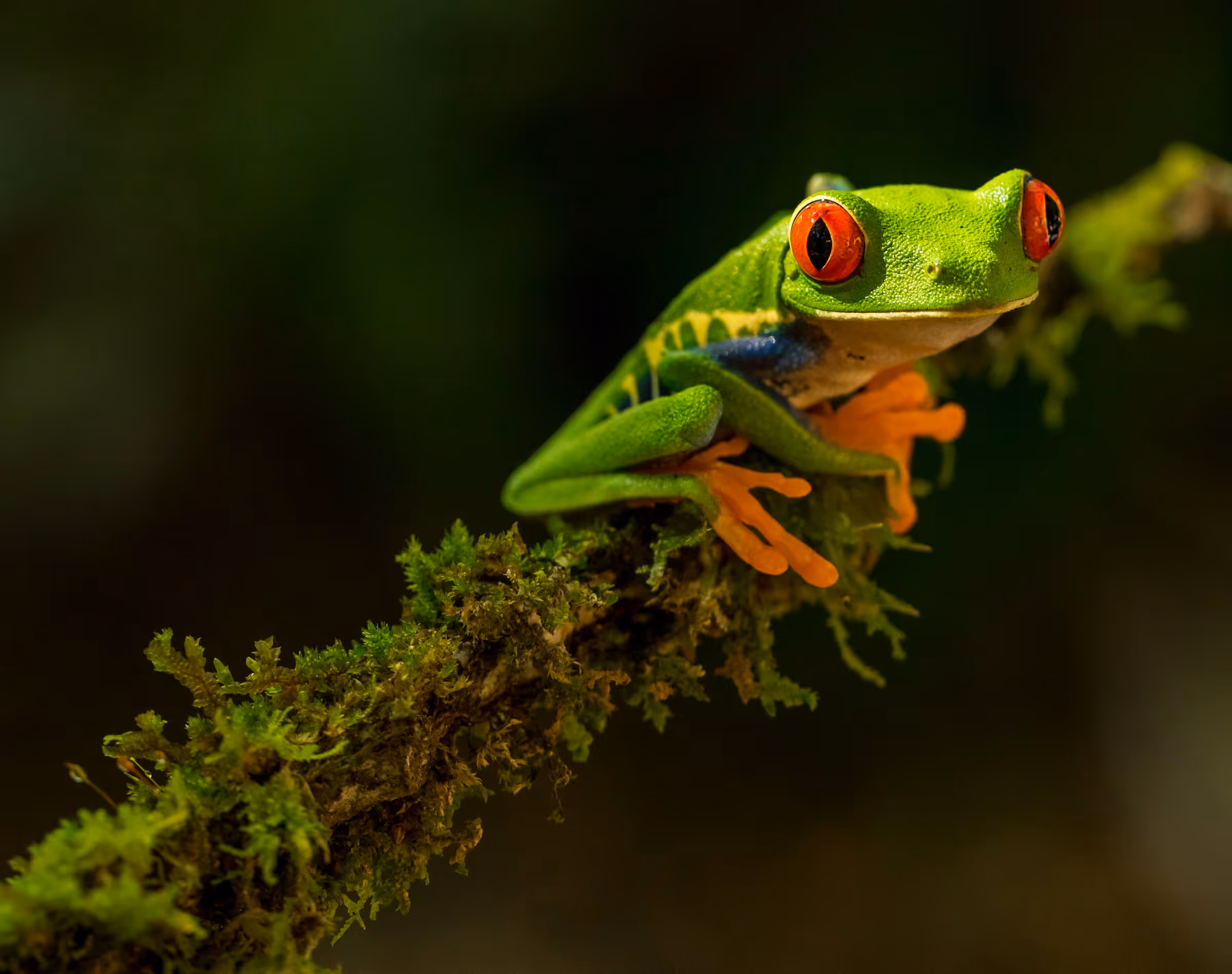 Close-up of a vibrant green tree frog with red eyes and orange toes perched on a moss-covered branch.