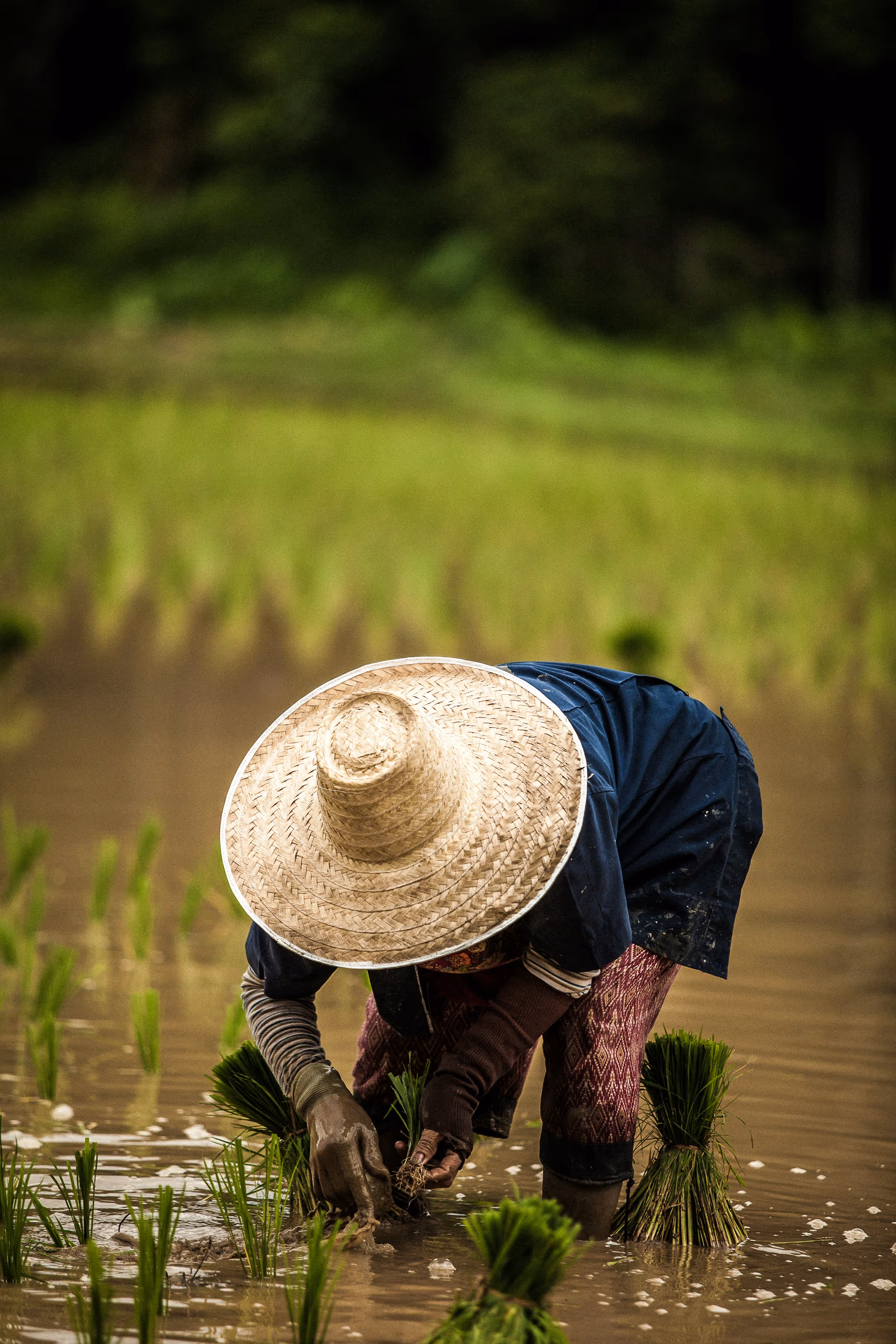Person wearing a large straw hat planting rice seedlings in a flooded paddy field.