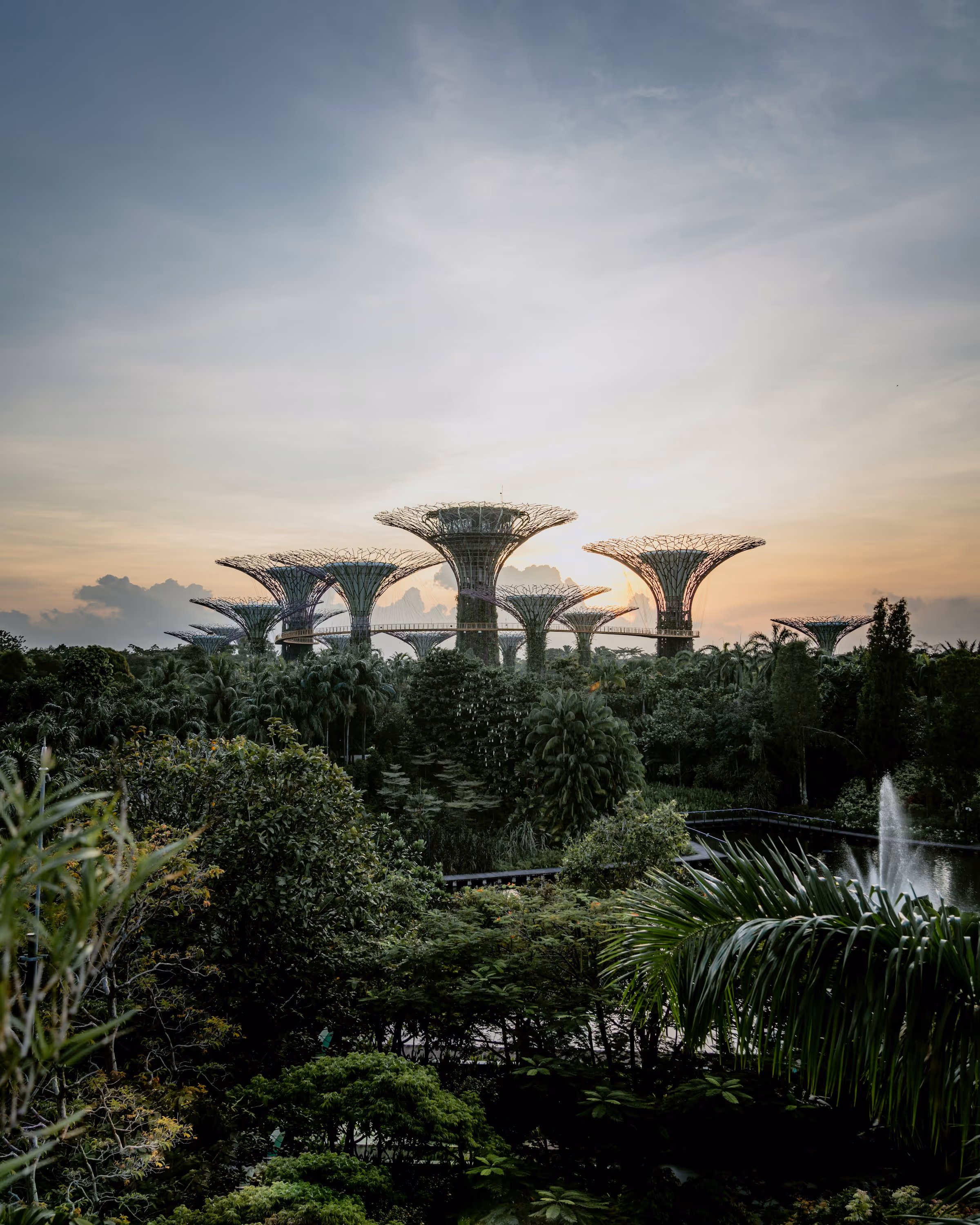 Sunset view of the Supertree Grove structures surrounded by lush greenery and a water fountain.