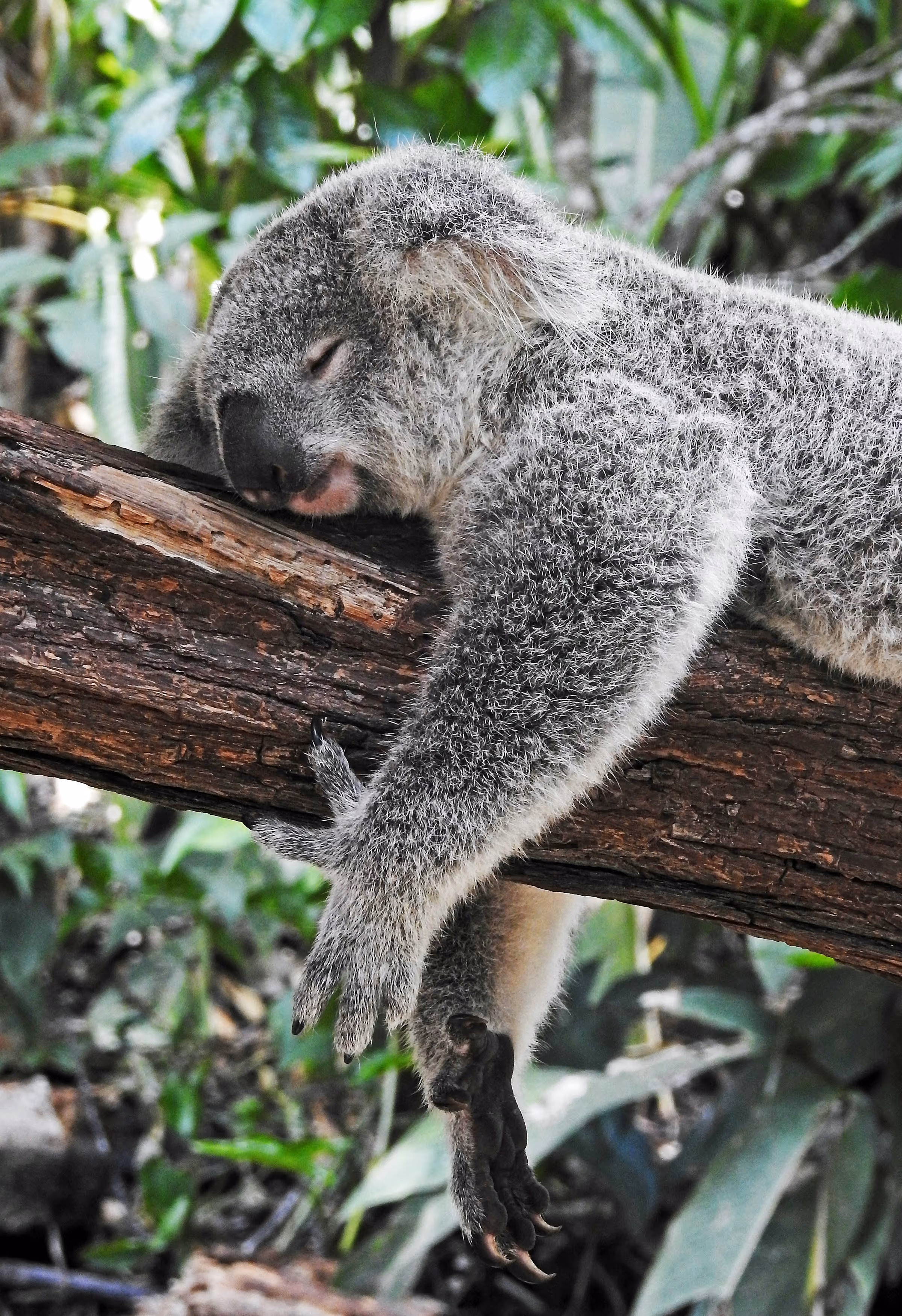 Koala sleeping with its arm and paw hanging over a tree branch in a leafy environment.