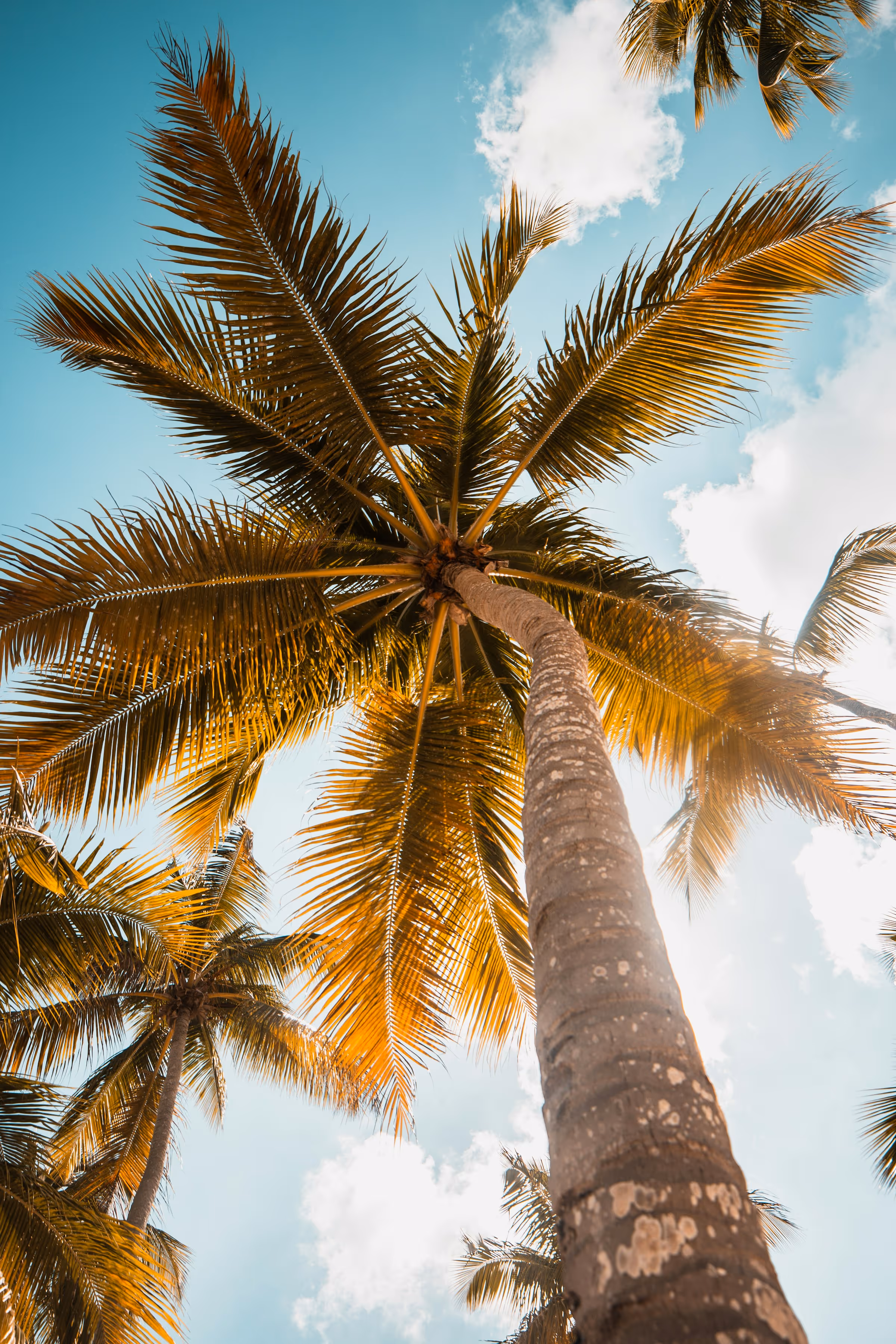 View looking up at tall palm trees with sunlit fronds against a blue sky with white clouds.