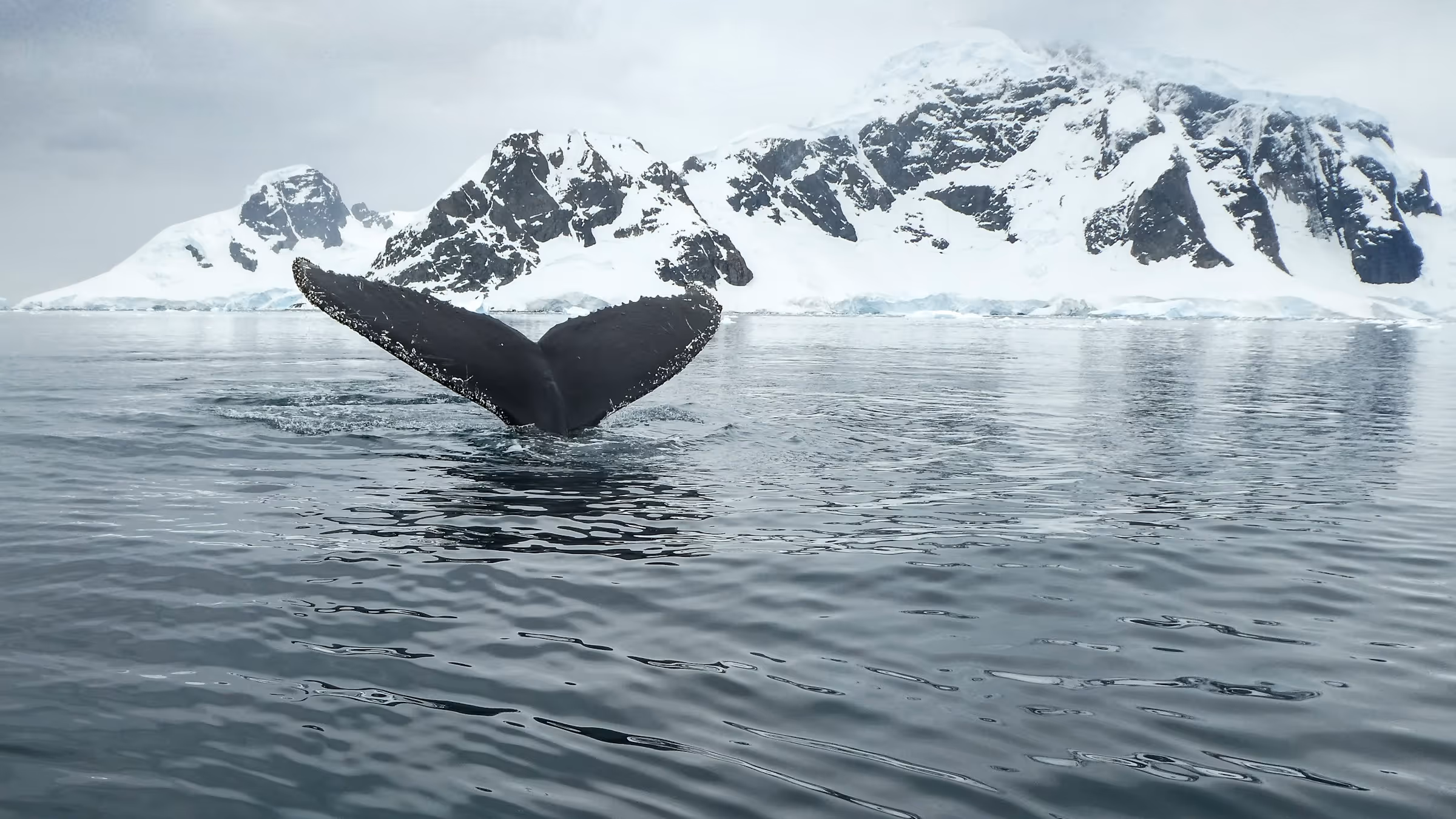 Whale tail emerging from cold ocean water with snow-covered mountains in the background.