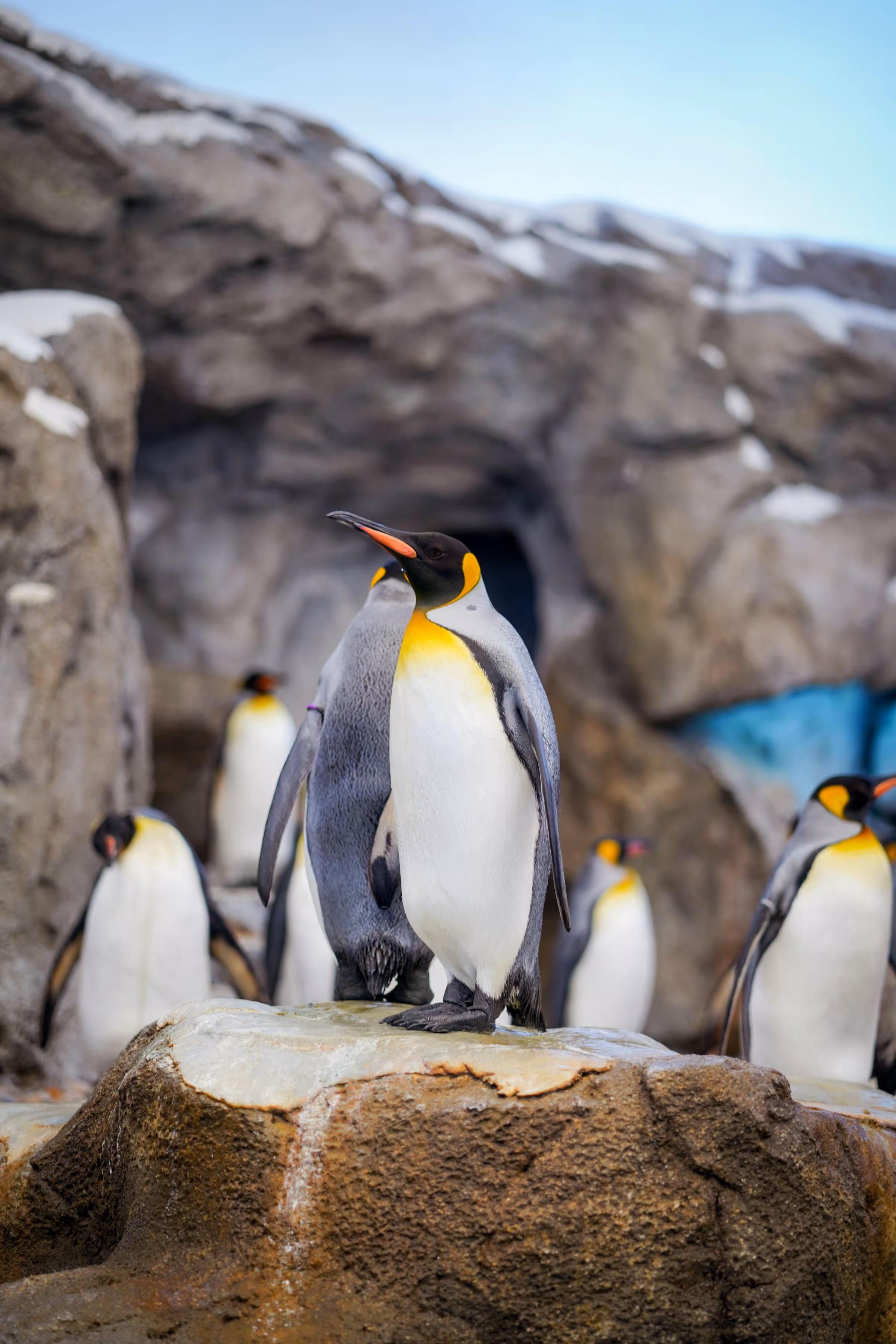 Group of king penguins standing on rocky terrain with a snow-dusted cave in the background.