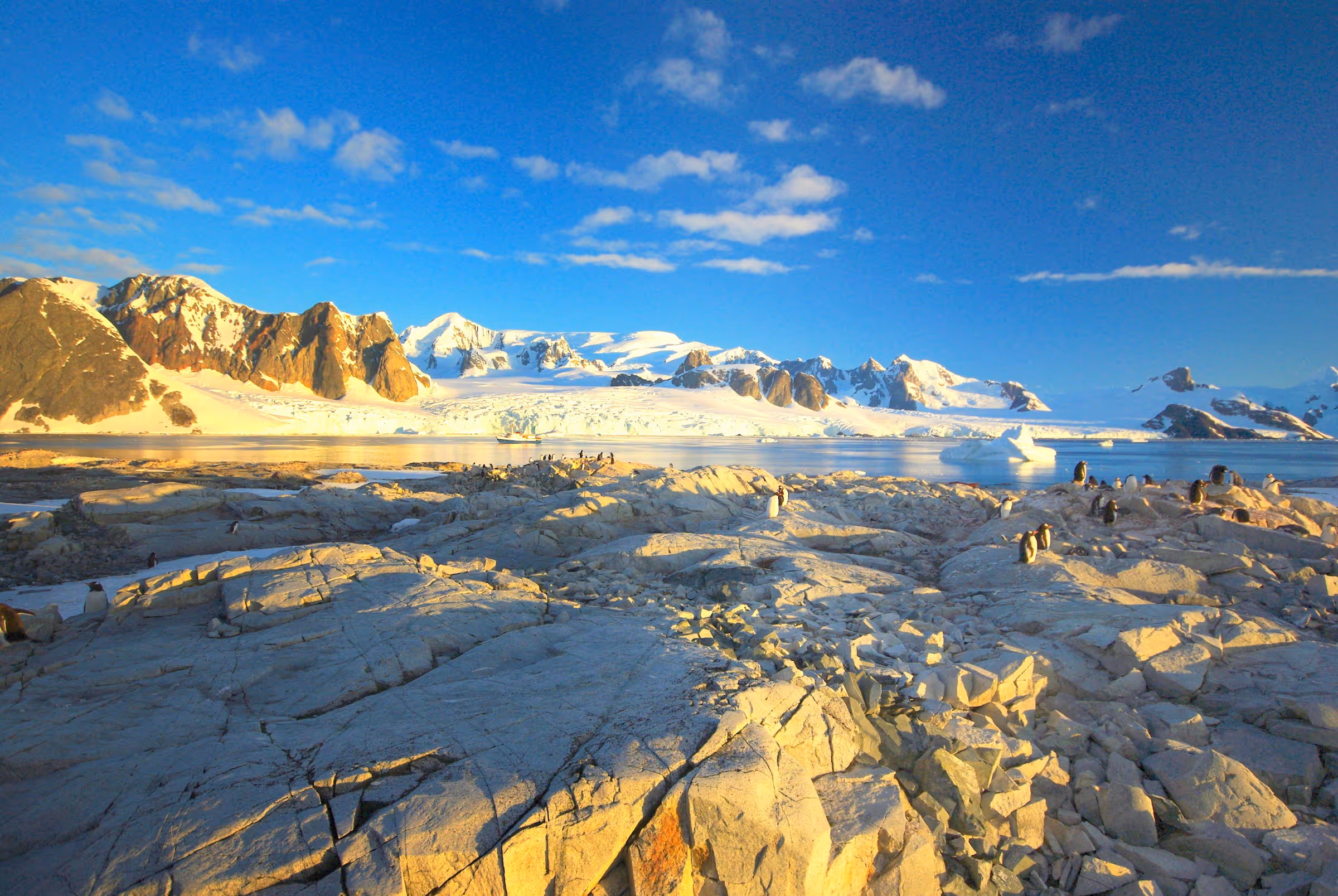 Rocky shore with scattered penguins, icy water, and snow-covered mountains under a blue sky.