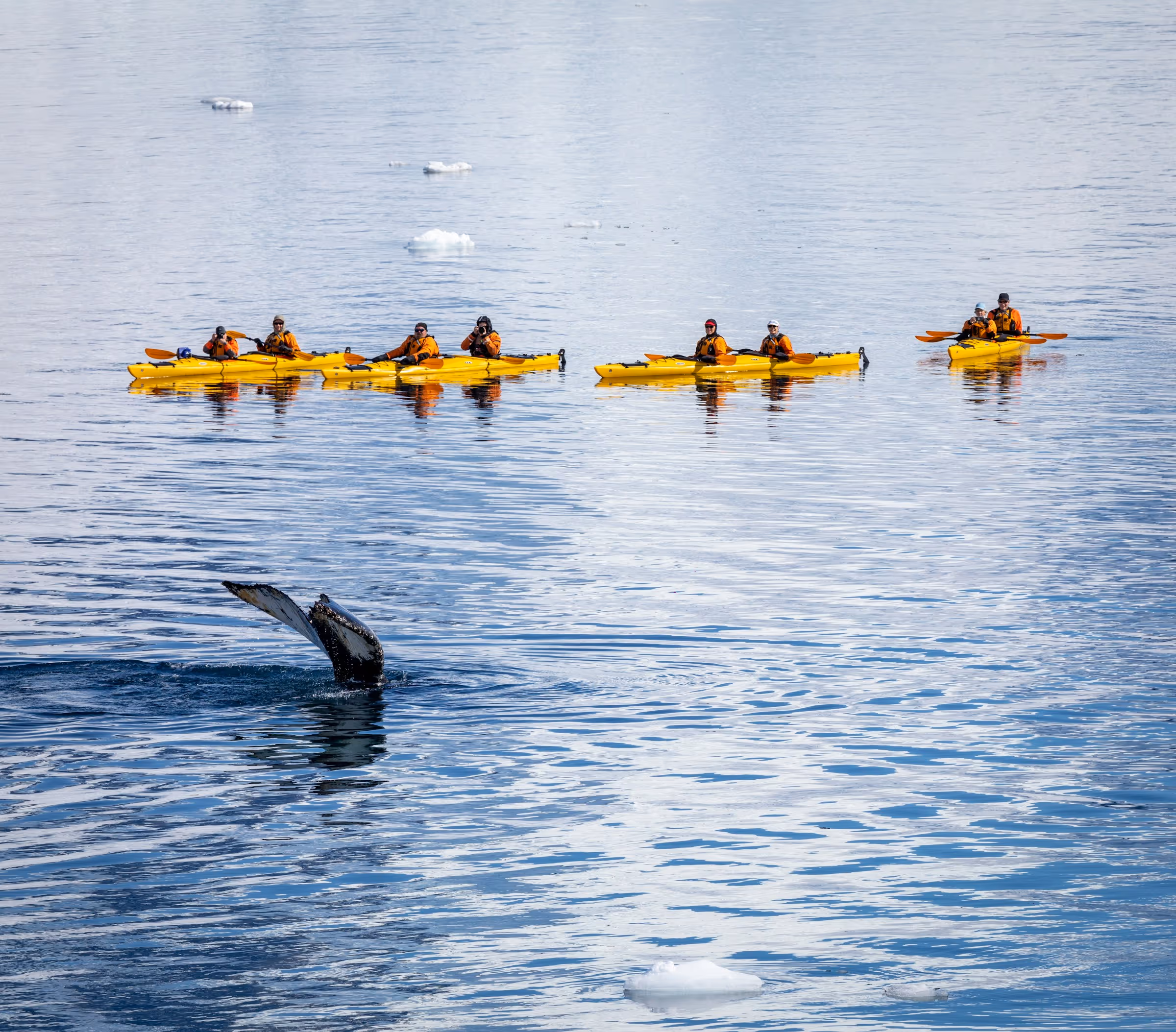 Group of people in yellow kayaks watching a whale tail emerging from calm water with small icebergs floating nearby.