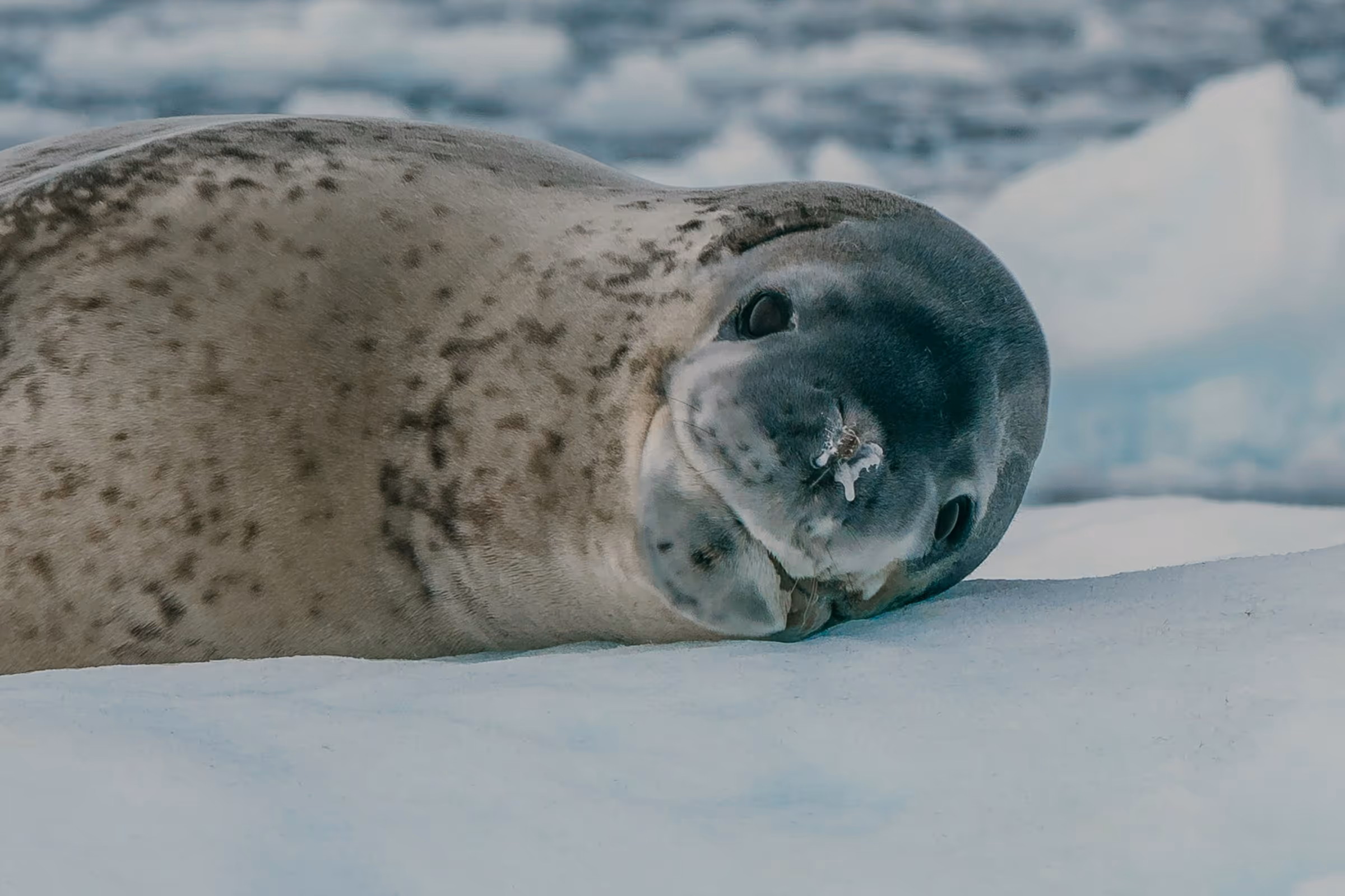 Close-up of a spotted seal lying on ice with a bit of snow on its nose.