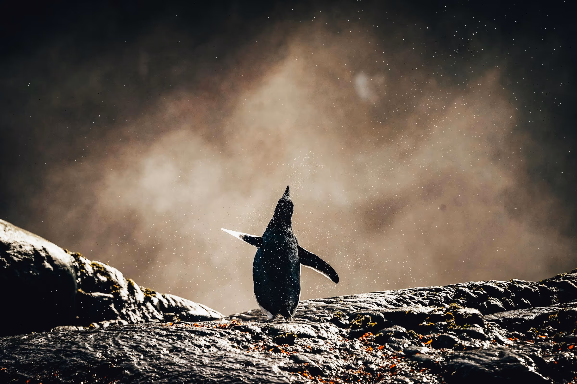Penguin standing on wet rocks with water droplets around against a dark, misty background.