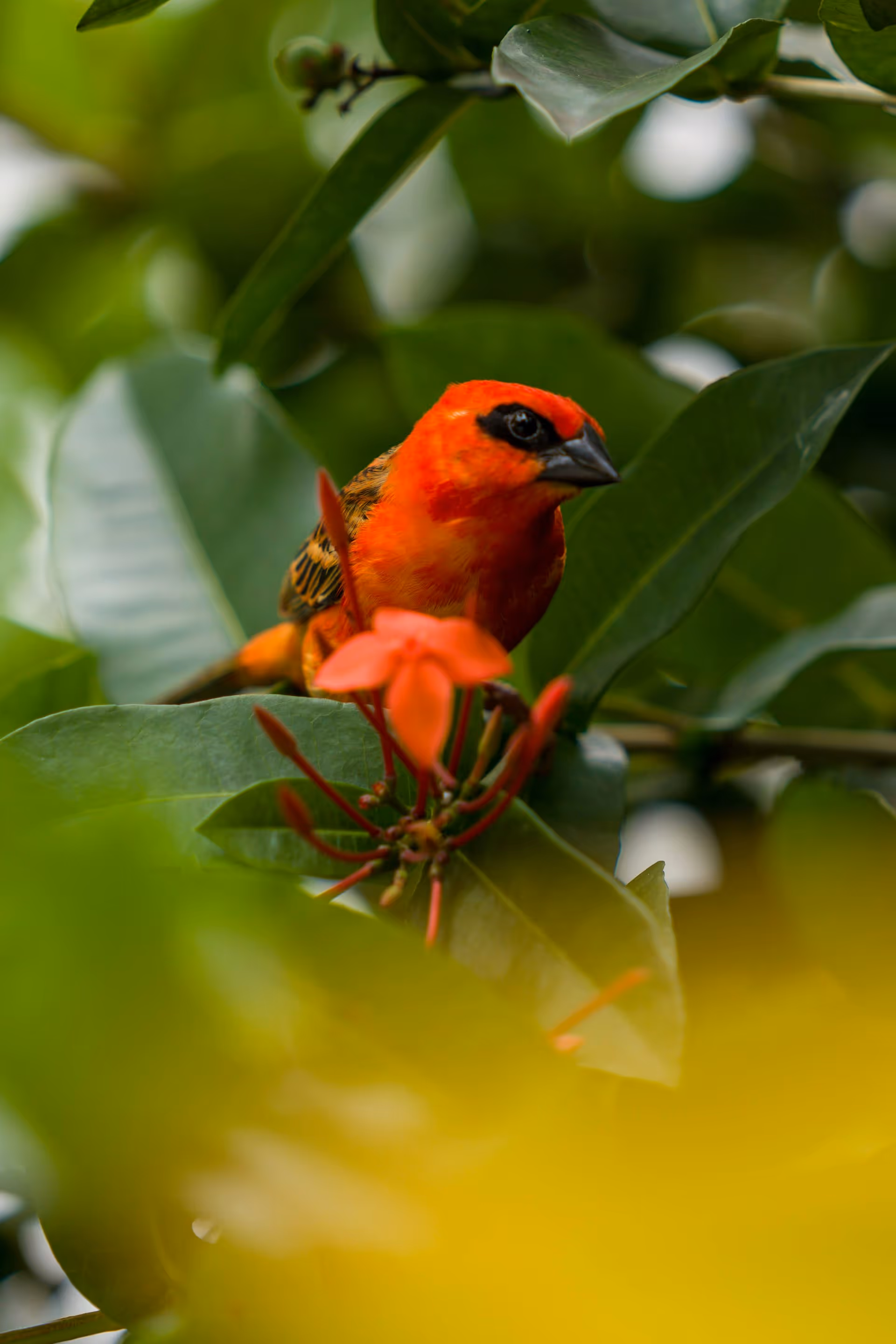 Bright red and orange bird perched on a green leafy branch near an orange flower.