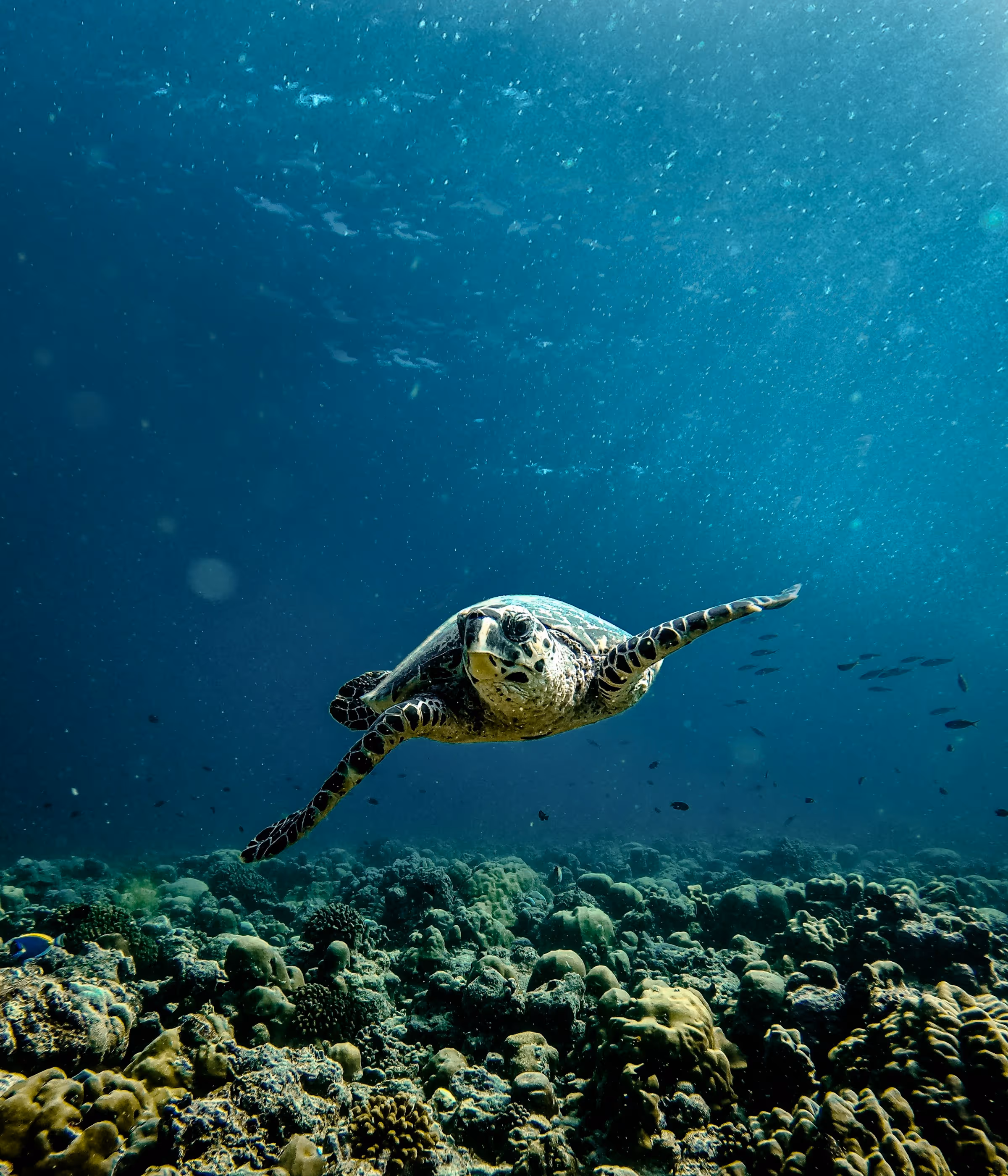 Underwater view of a sea turtle swimming over a coral reef with small fish in the background.