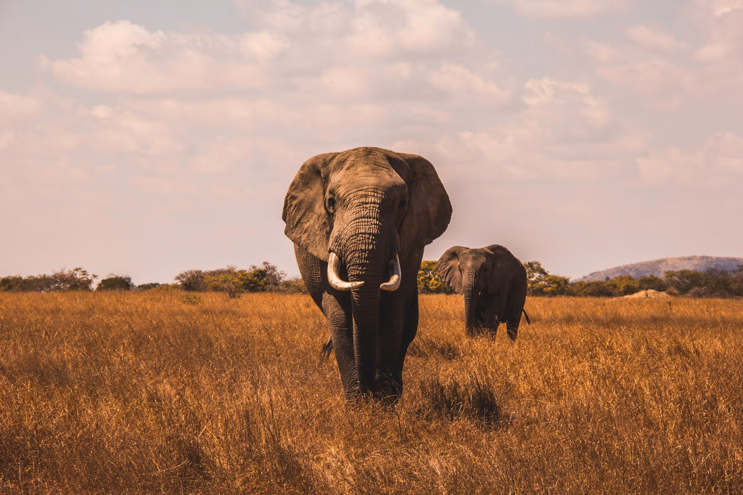 Two elephants walking through a dry grassy field under a cloudy sky.