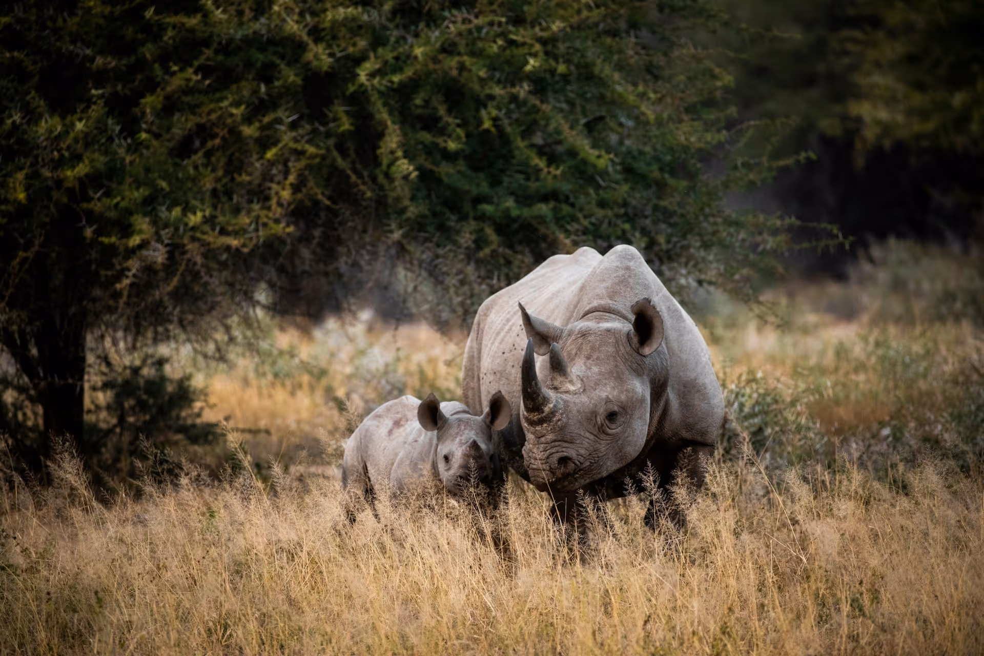 Adult rhinoceros and calf standing in tall dry grass with trees in the background.