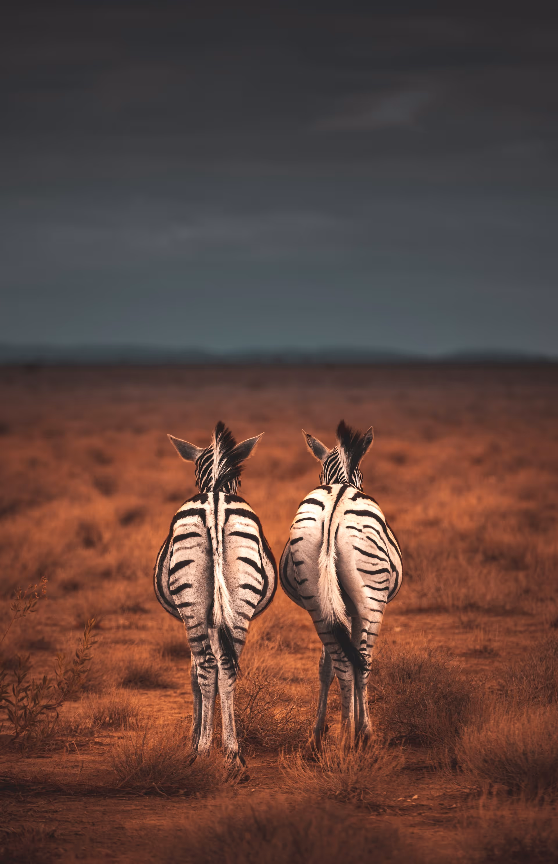 Two zebras standing side by side with their backs facing the camera in a dry, brown grassland under a dark sky.