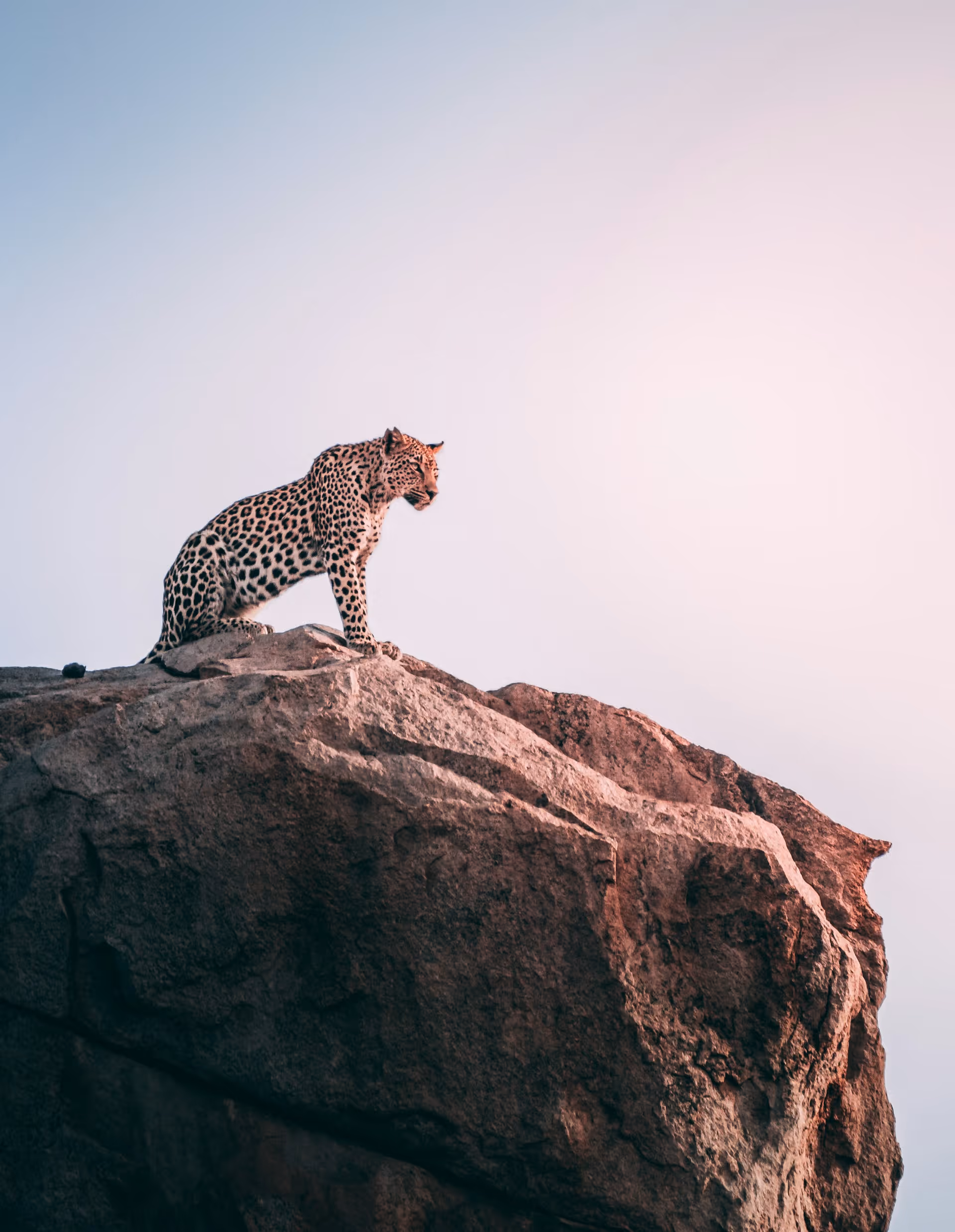 Leopard perched on a large rock against a clear sky at sunrise or sunset.