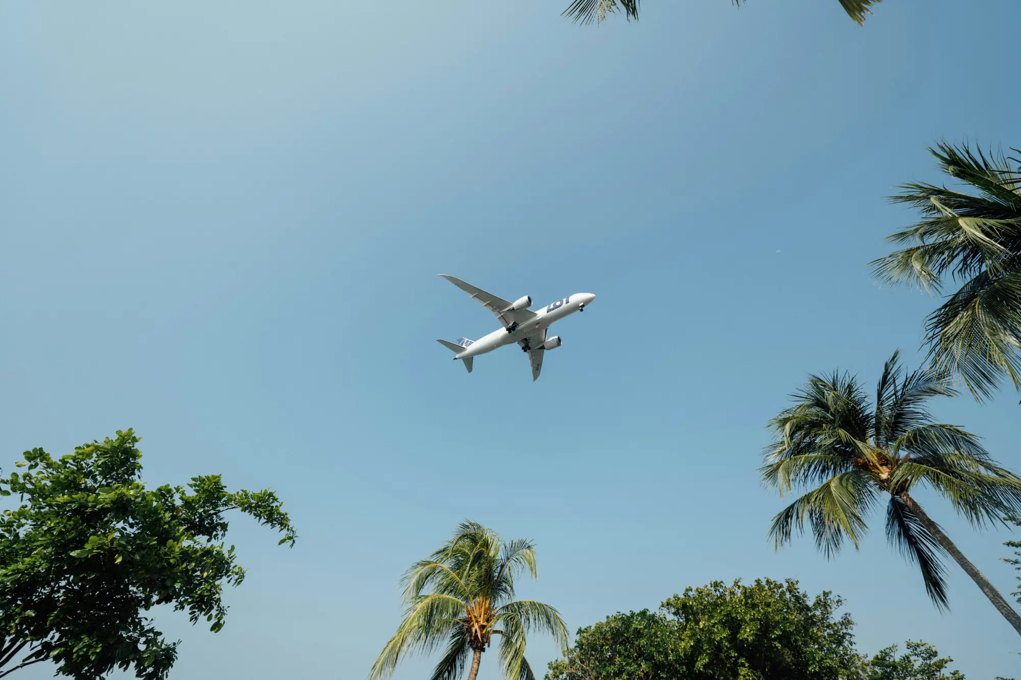 LOT Airlines airplane flying in a clear blue sky above palm and green trees.