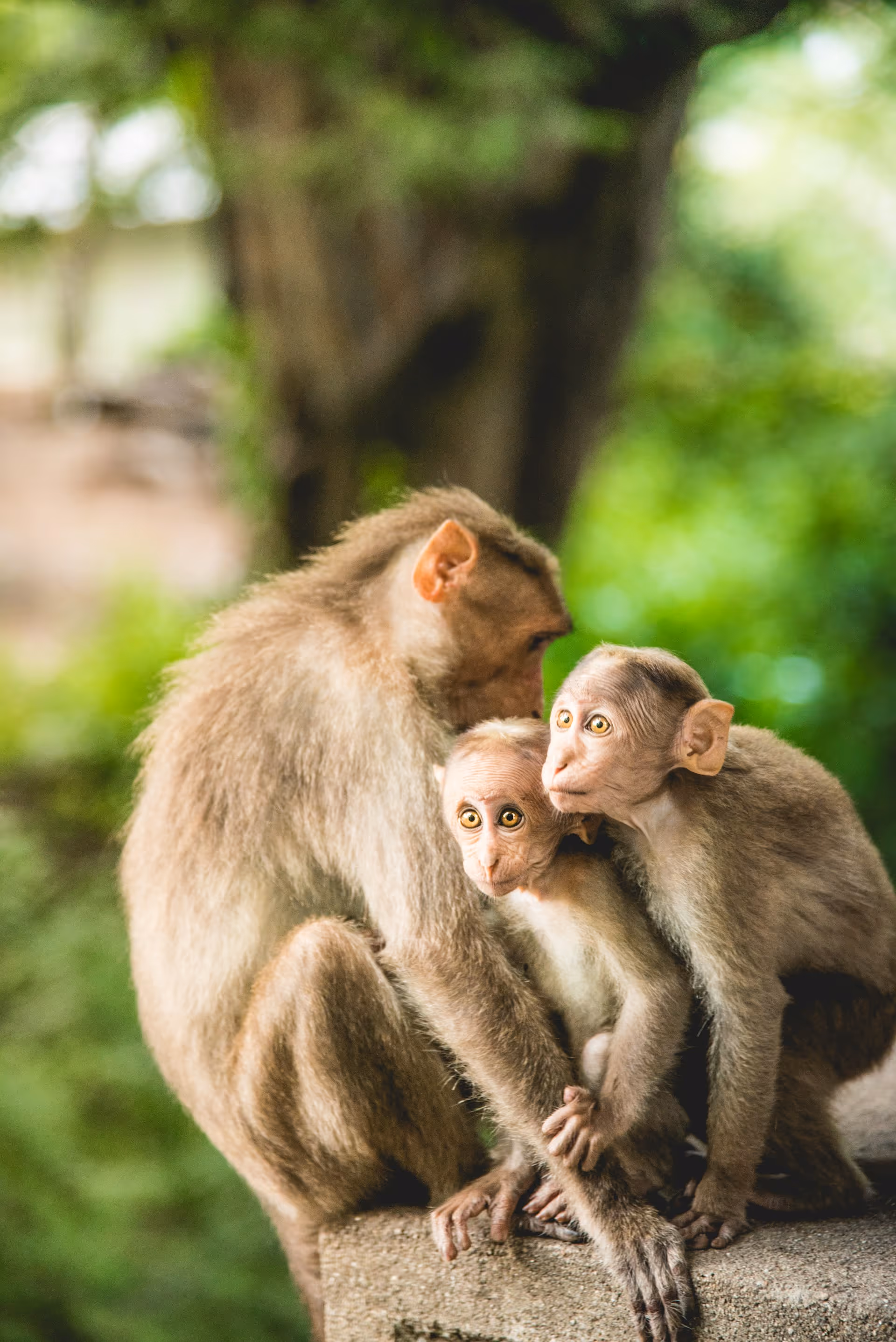 Three monkeys sitting closely together on a concrete surface with a blurred green natural background.