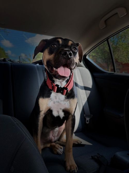 Maximus pet entertainer